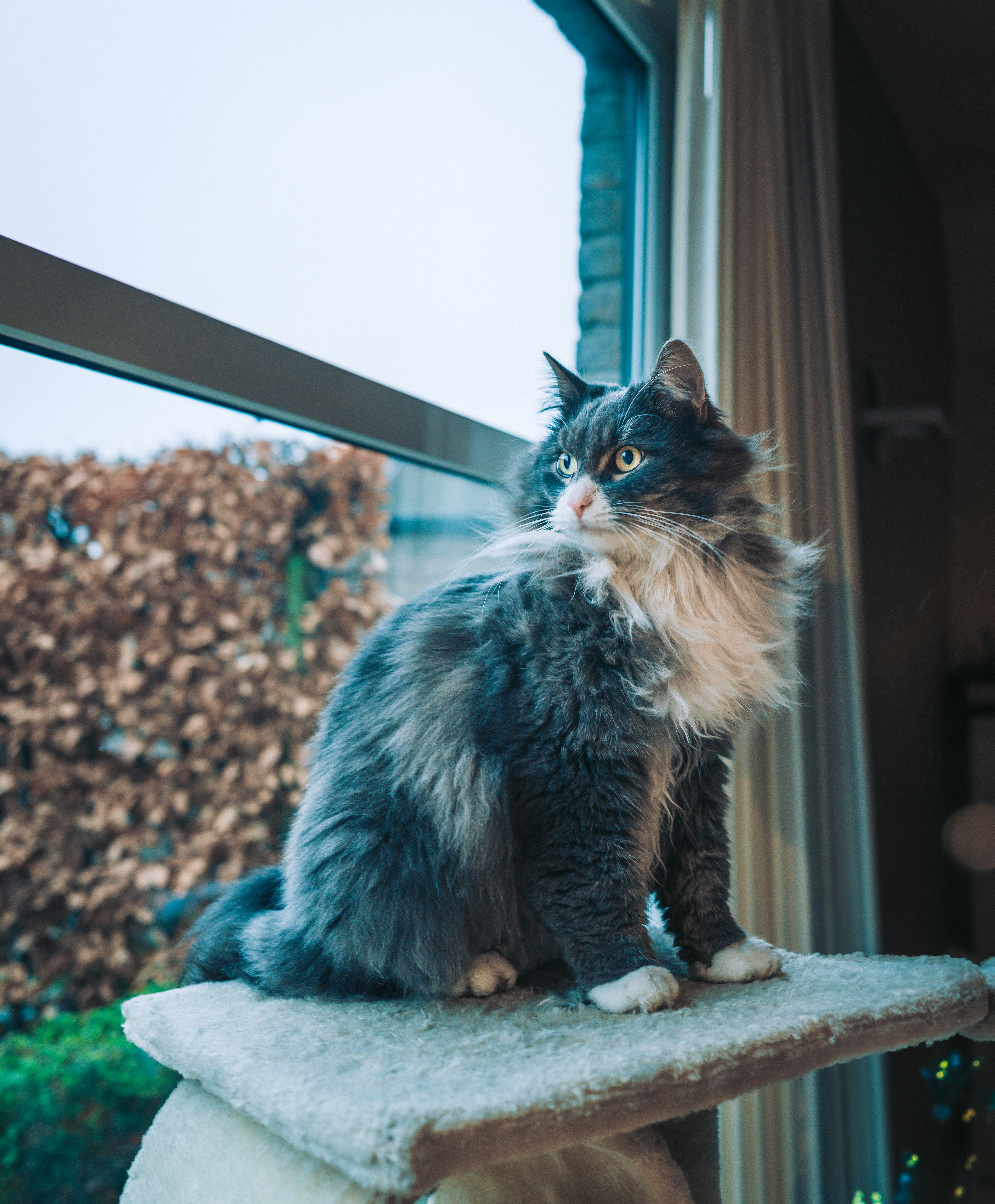 The Siberian: Russia's Ancient Forest Guardian (image credits: unsplash)