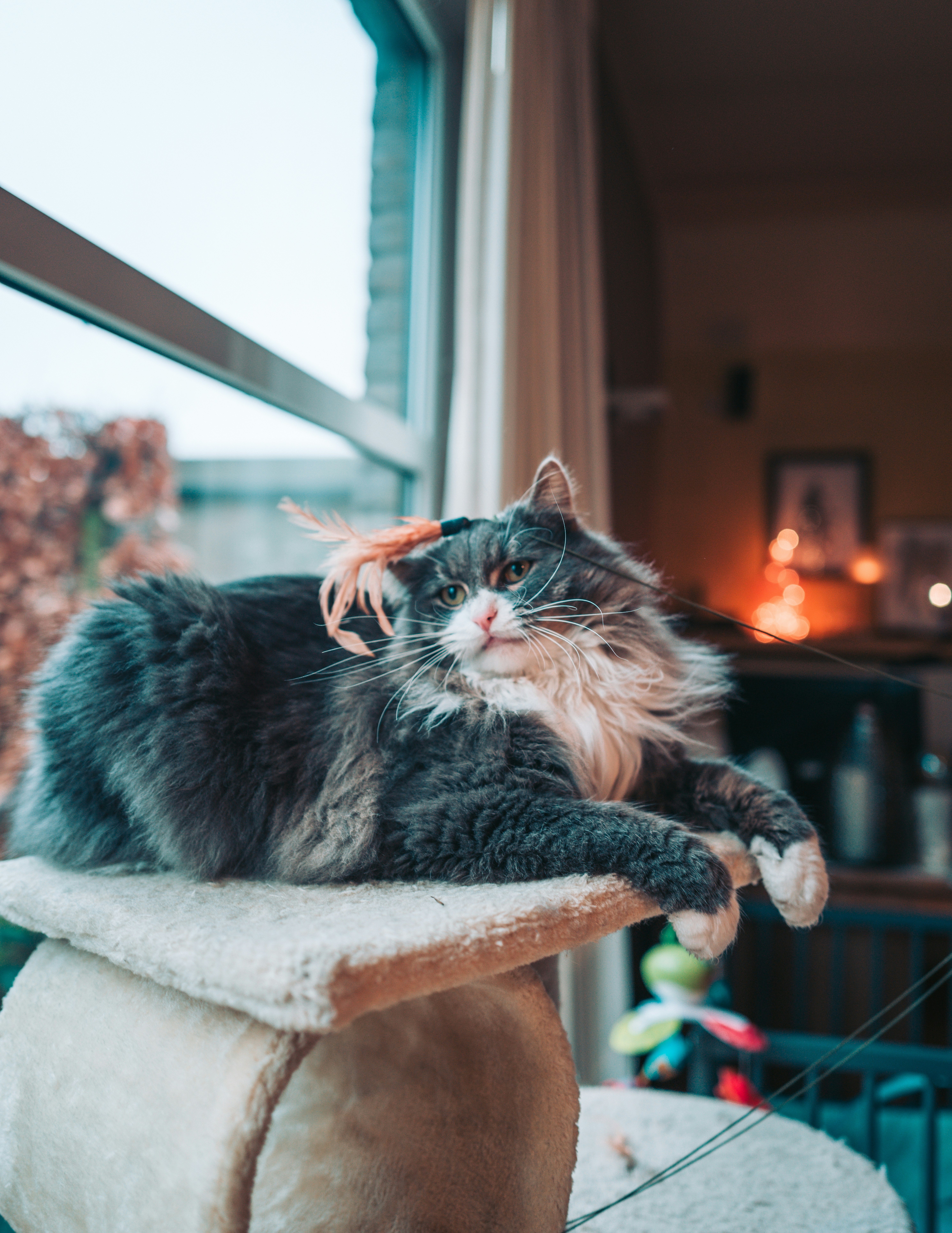 A Lifetime of Loyalty (image credits: unsplash)