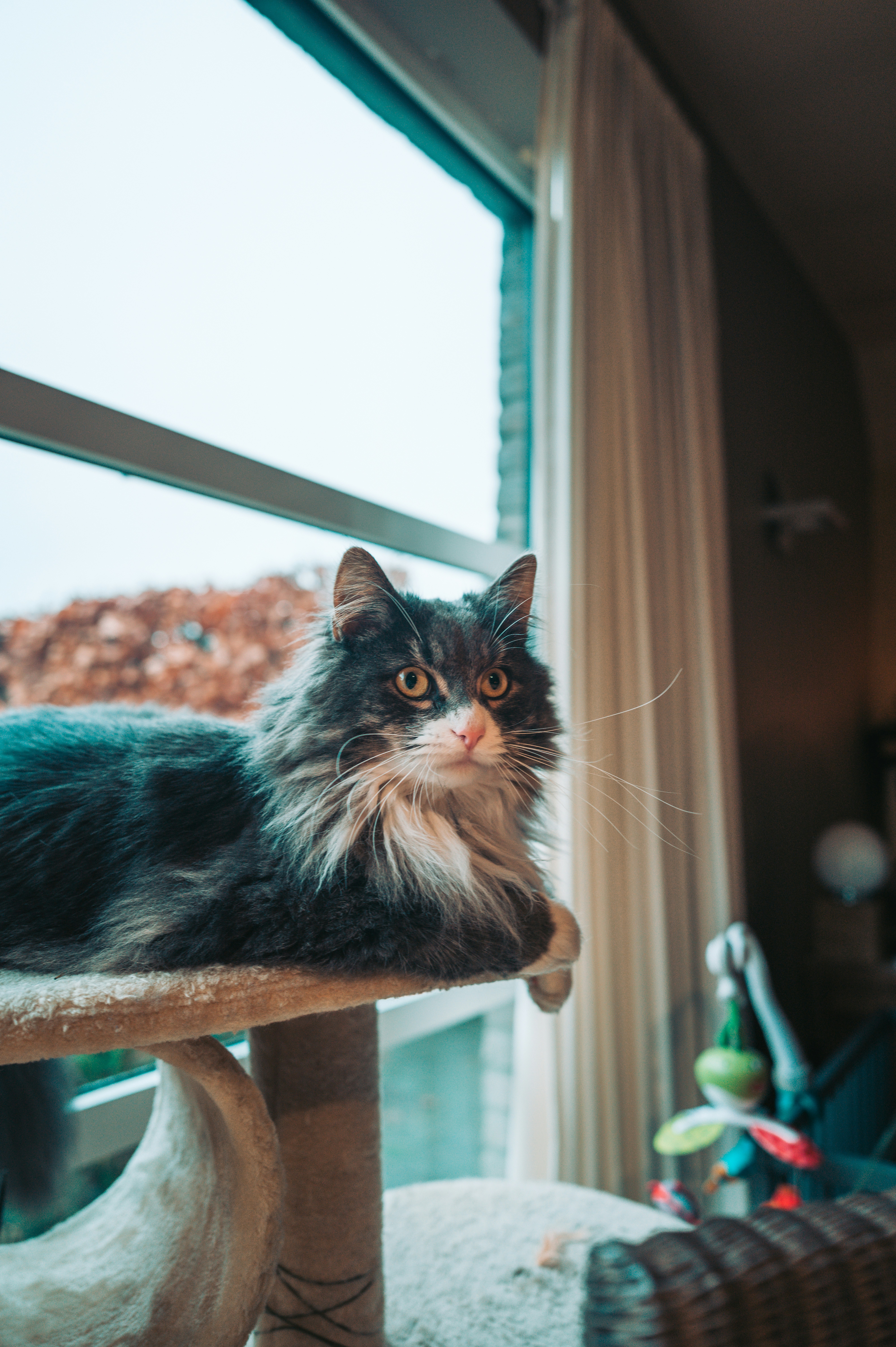 Siberian: Big-Hearted, Big-Need for Friends (image credits: unsplash)