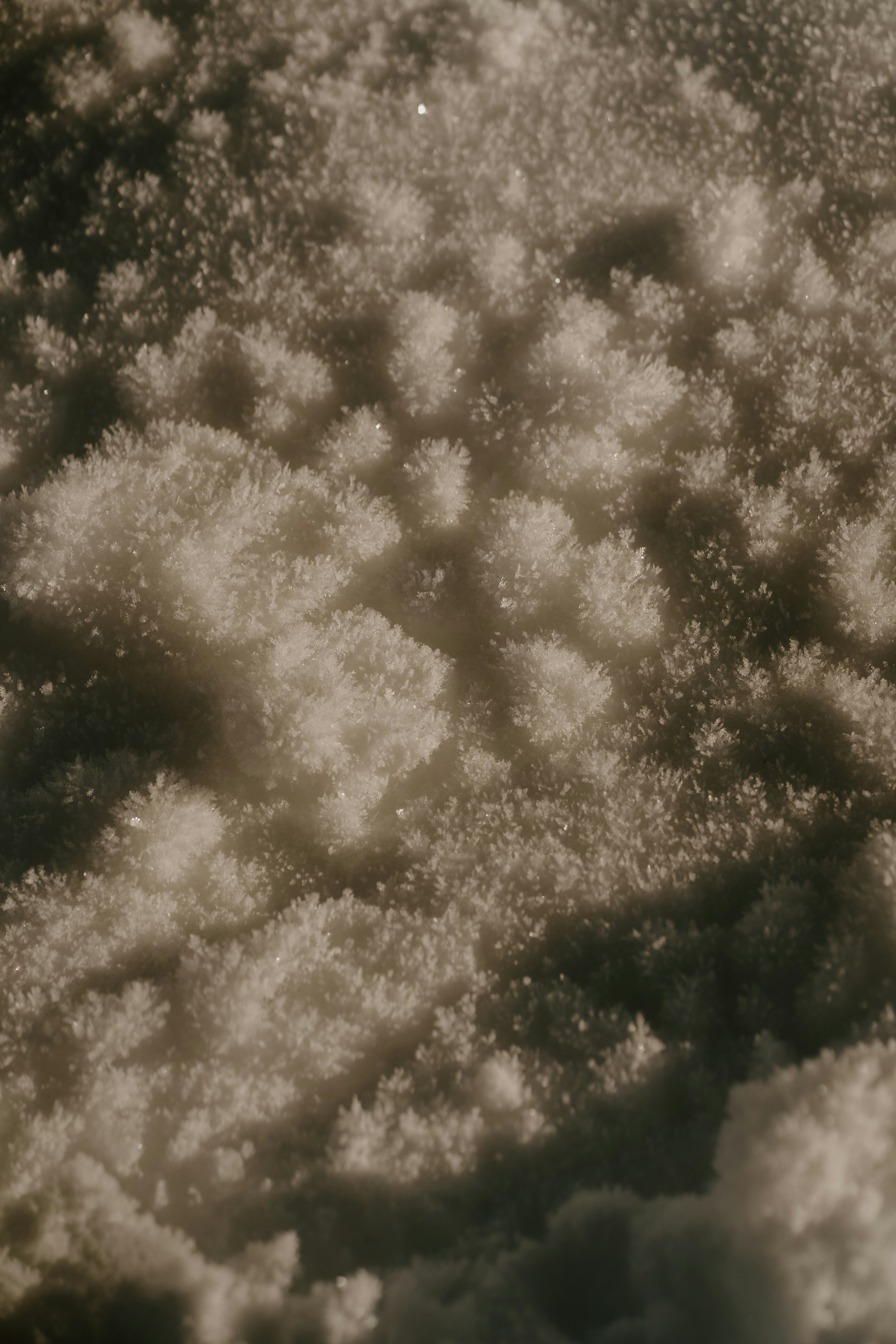 A cucumber leaf with powdery mildew.
