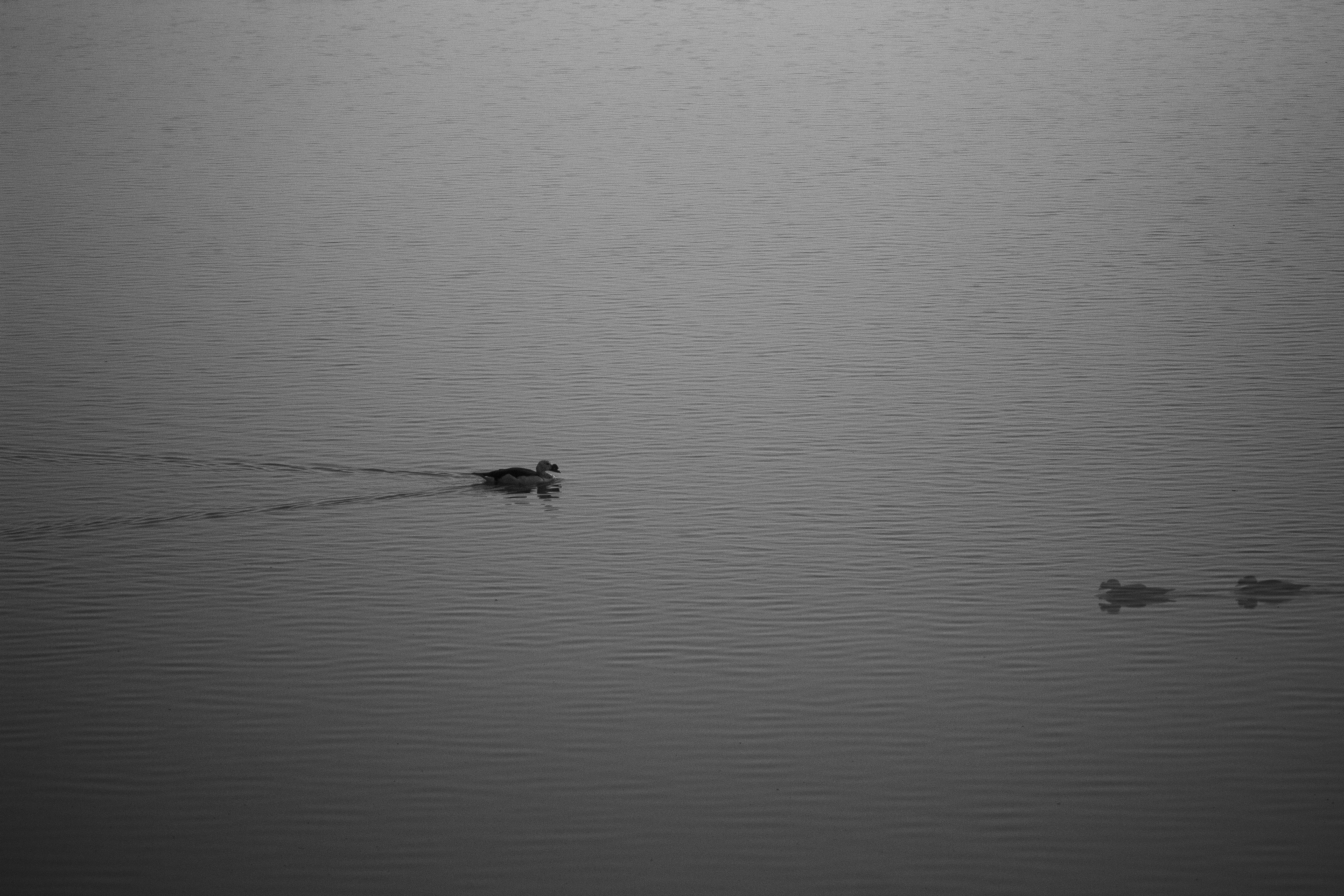 Photo by ashutoshoza