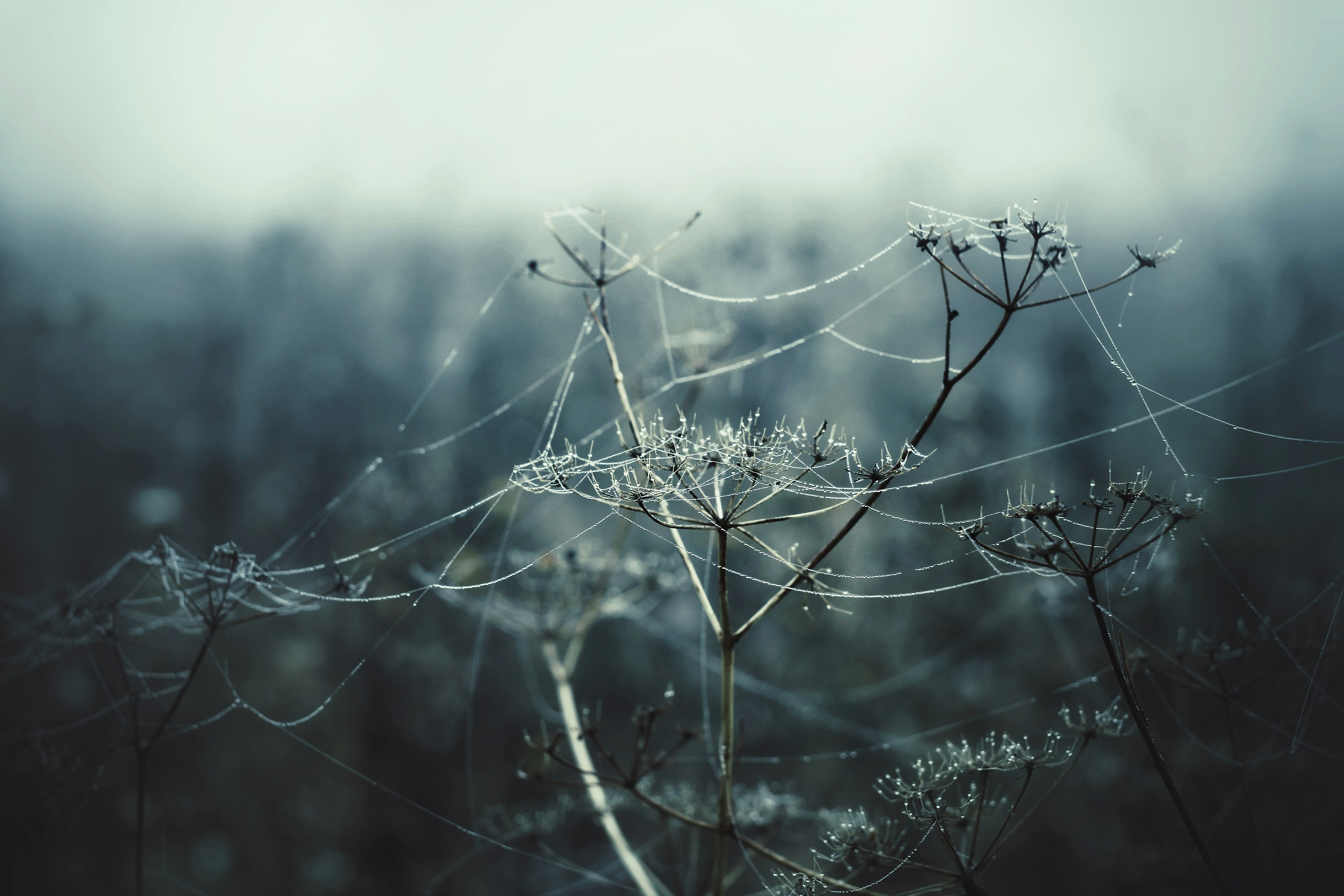 Photo by mineral_of_demon