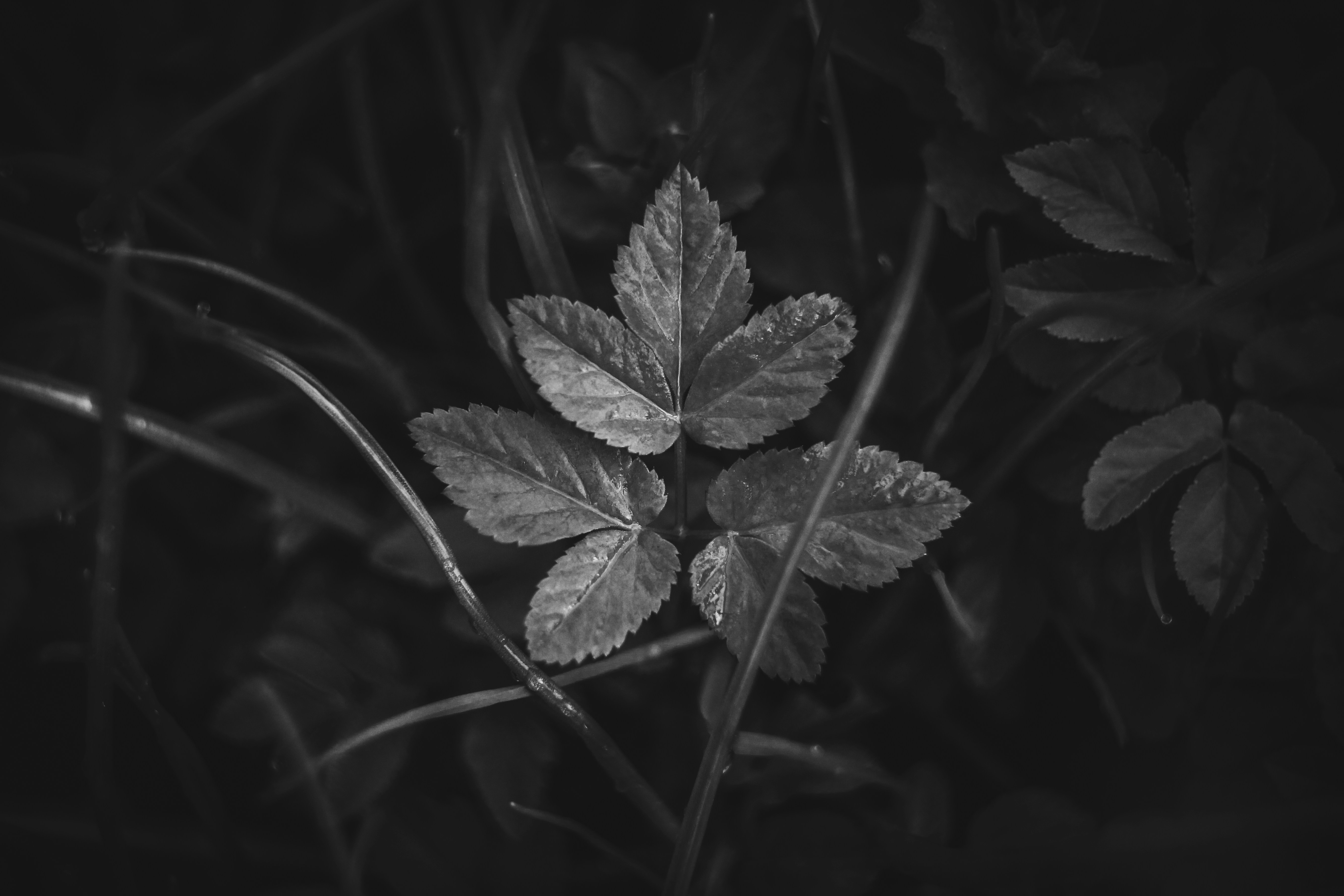 Photo by mineral_of_demon