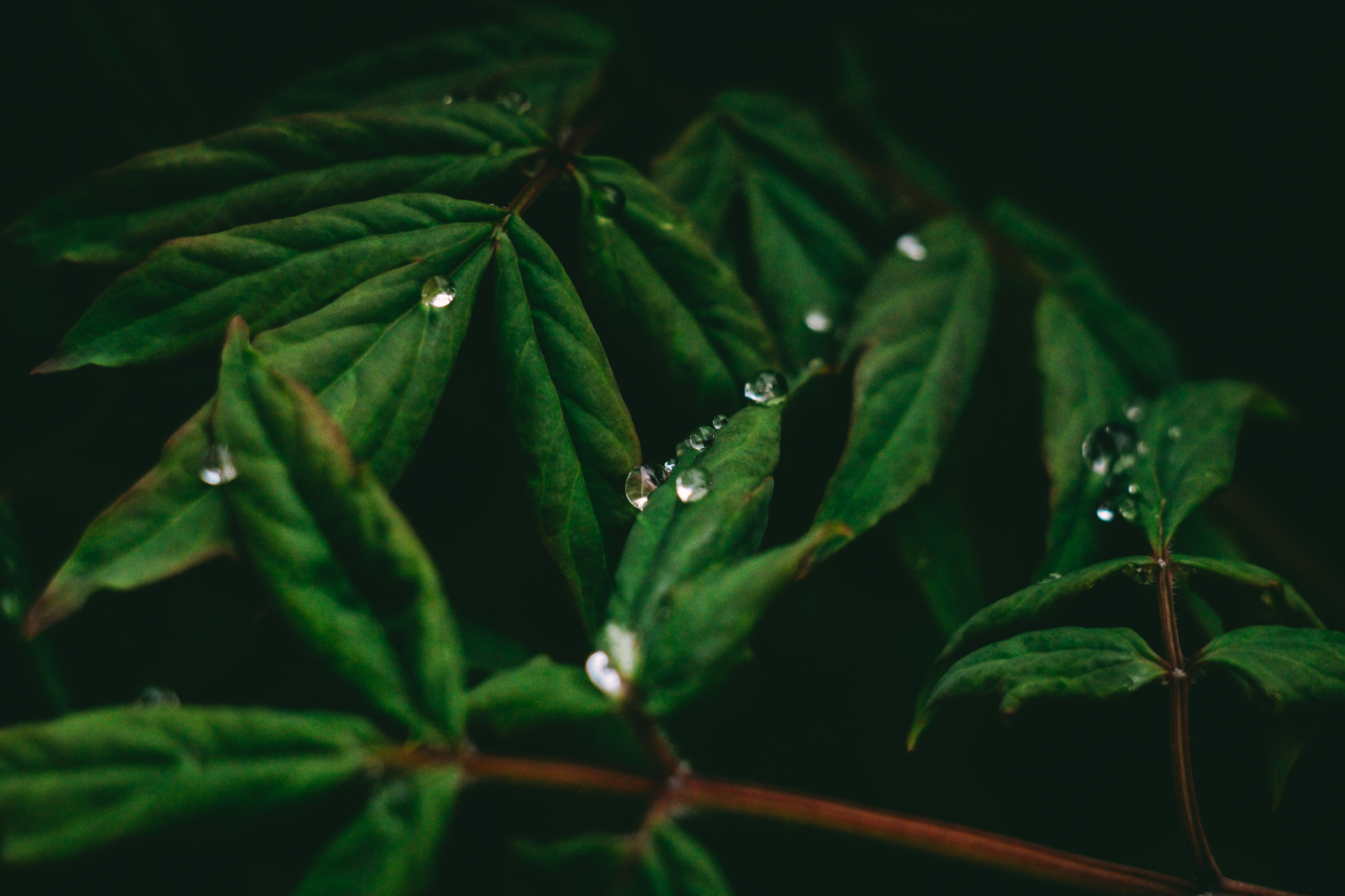 The Emotional Power of Rain’s Aroma (image credits: unsplash)