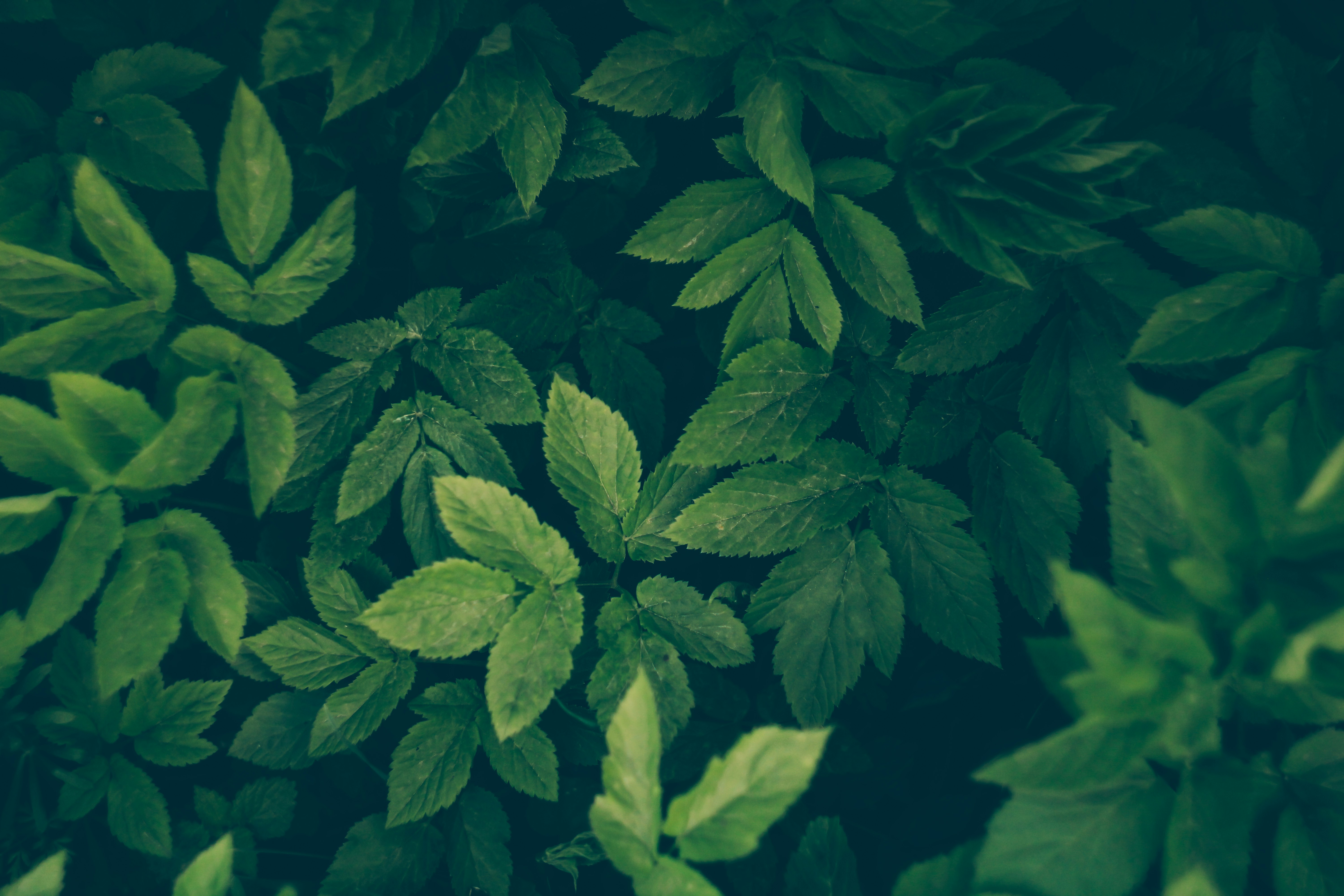 Photo by mineral_of_demon