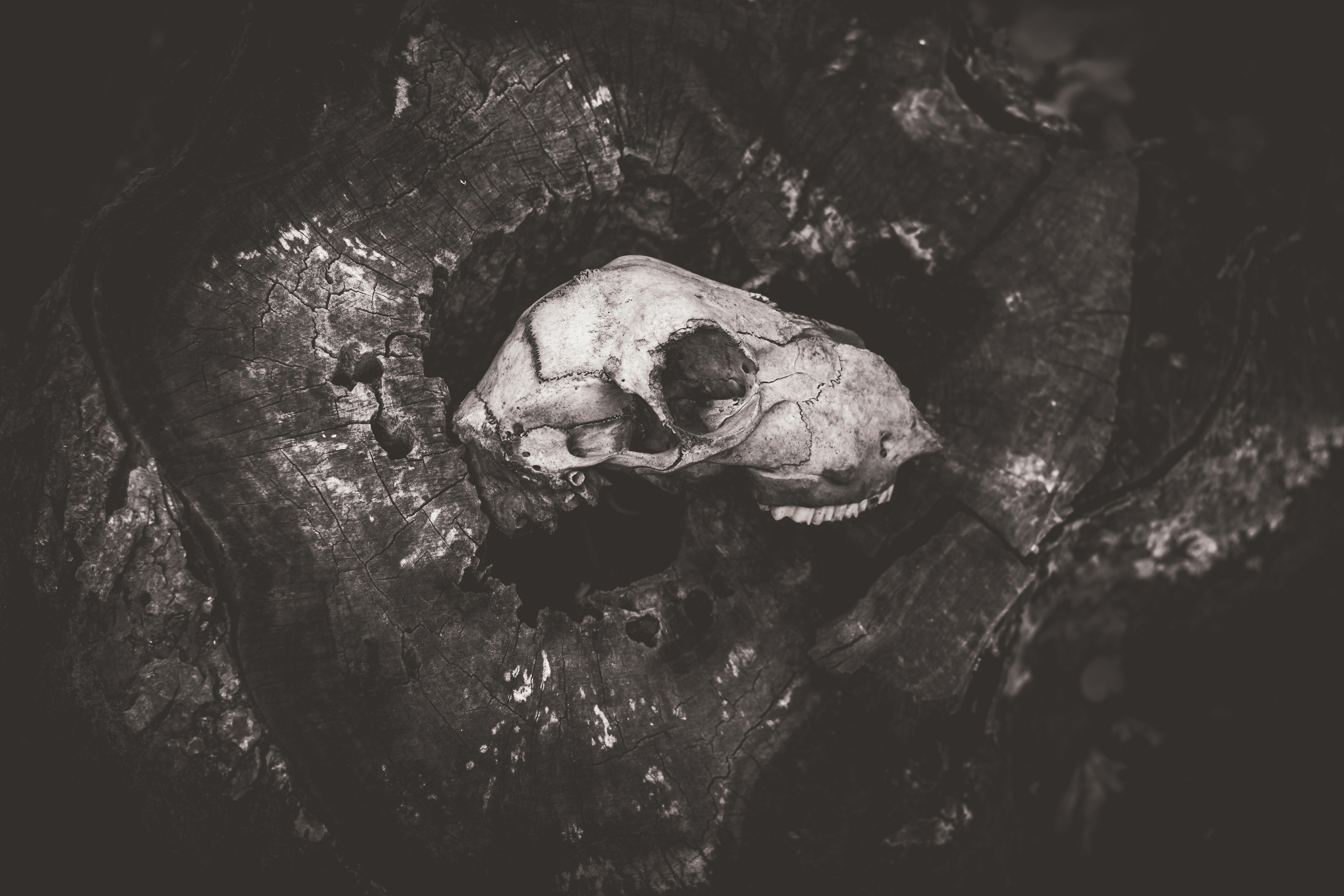 Photo by mineral_of_demon