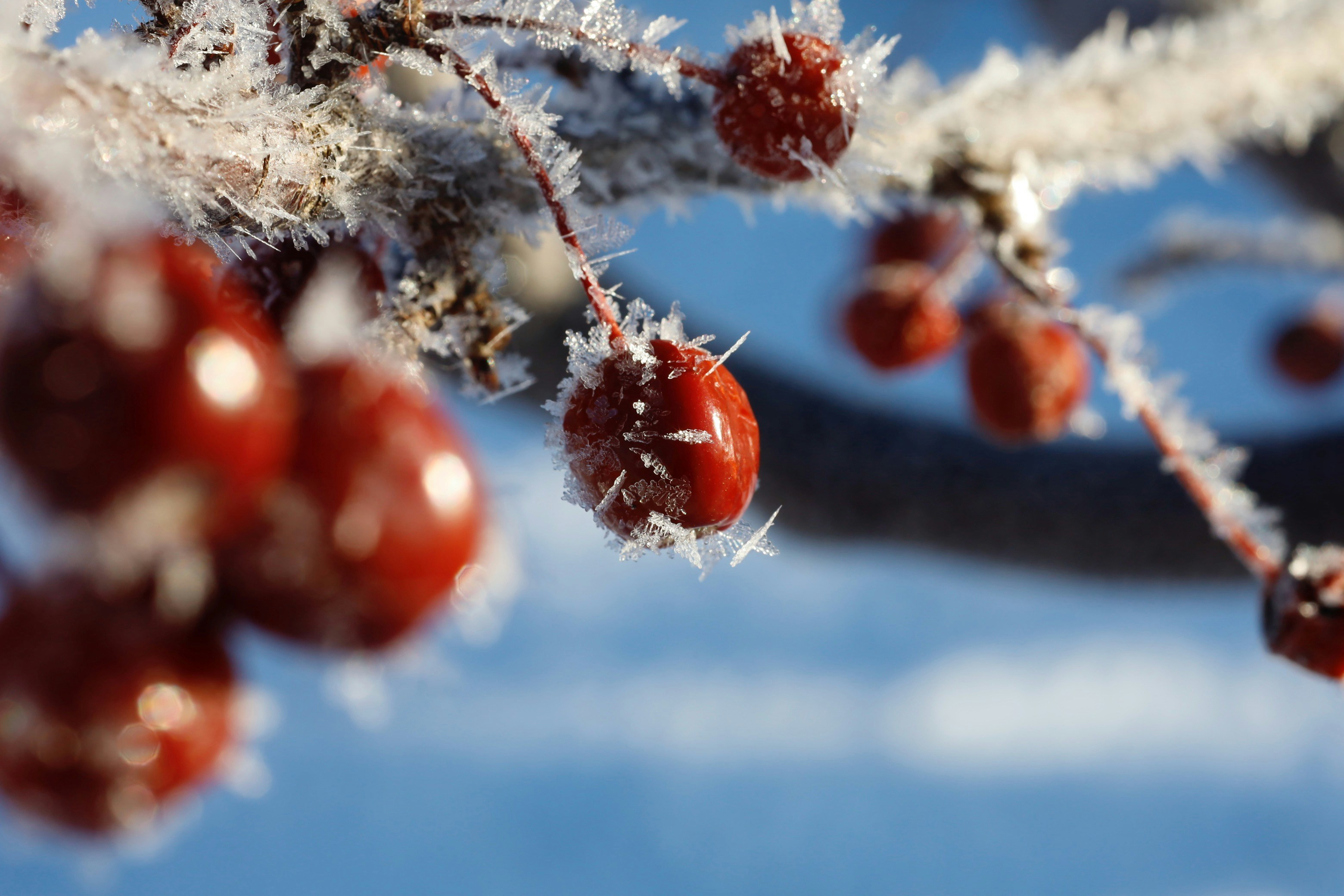 A bunch of berries that are on a tree