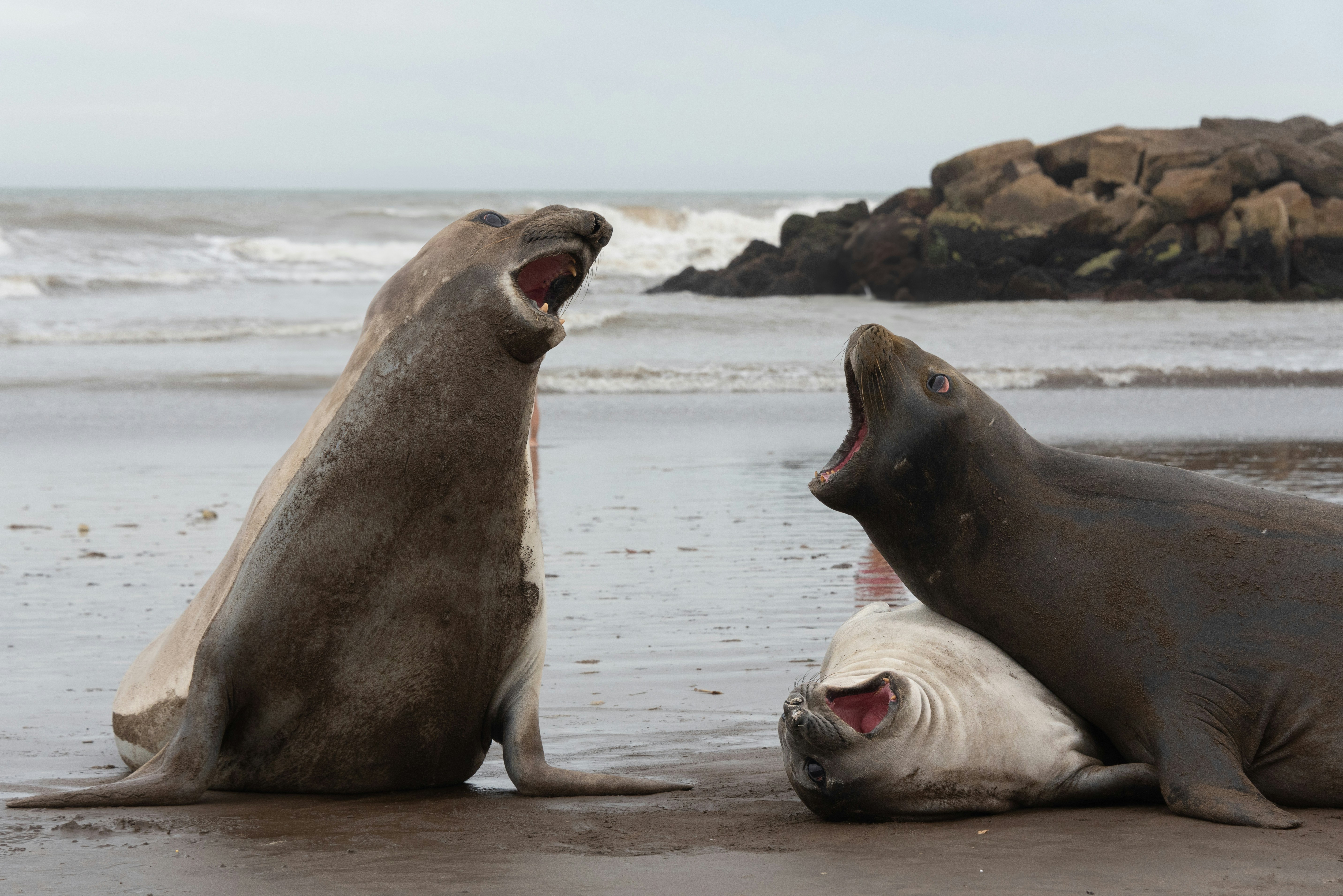 Photo by translytranslations