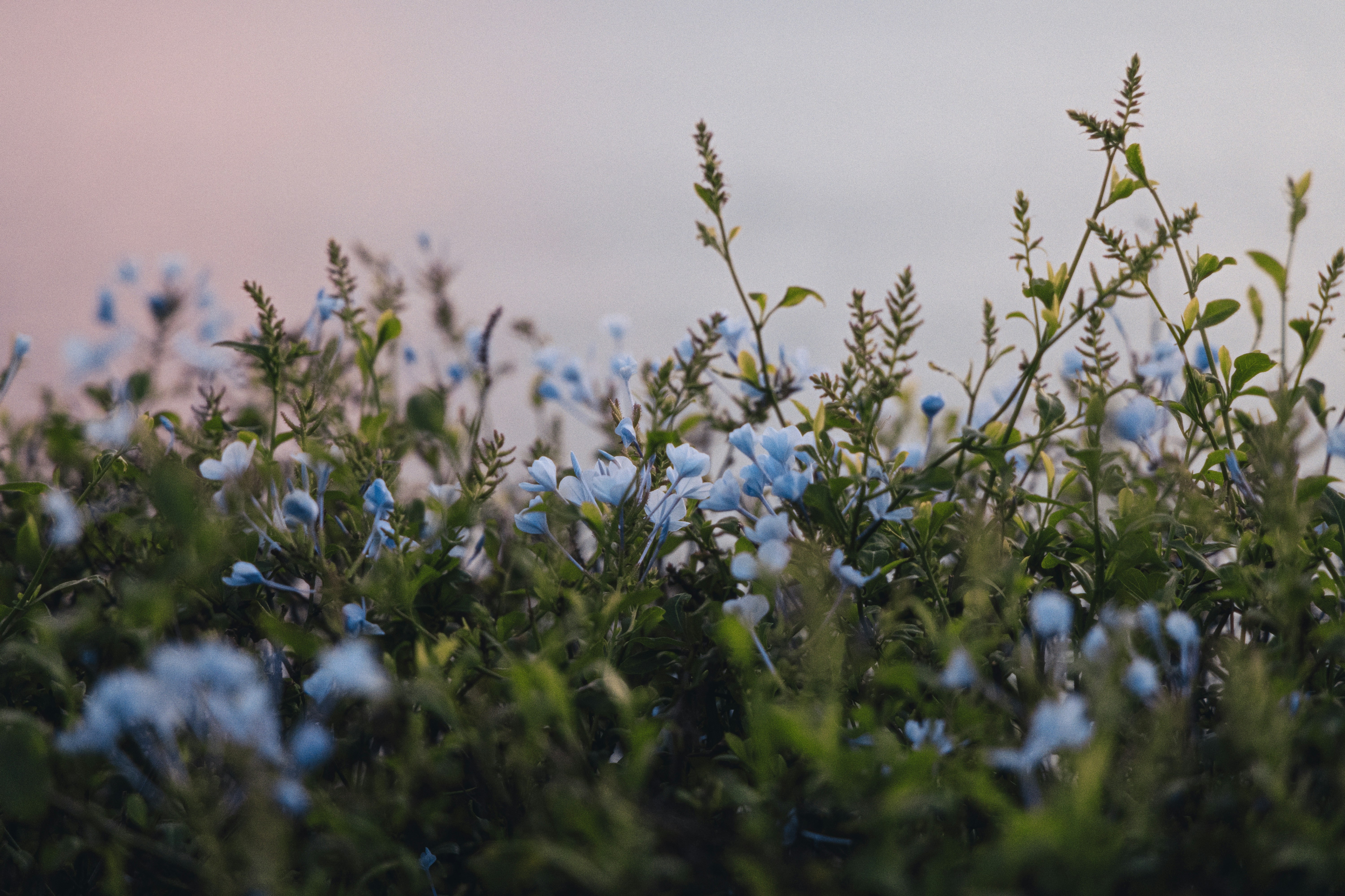 A field full of blue flowers under a cloudy sky