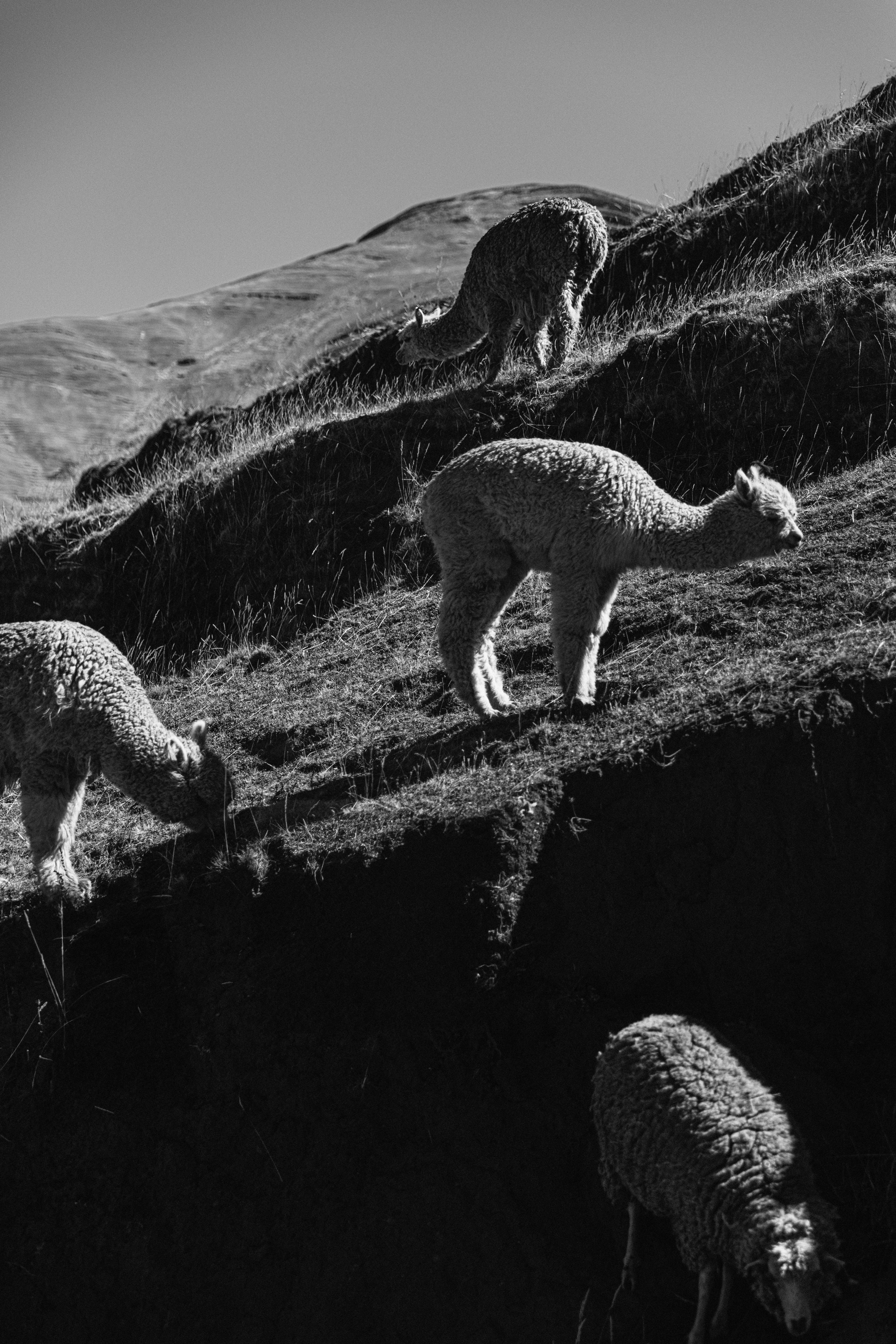 A herd of sheep standing on top of a grass covered hillside