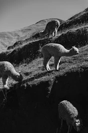 A herd of sheep standing on top of a grass covered hillside