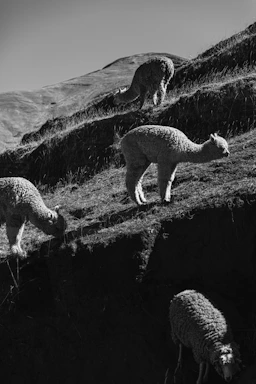 A herd of sheep standing on top of a grass covered hillside