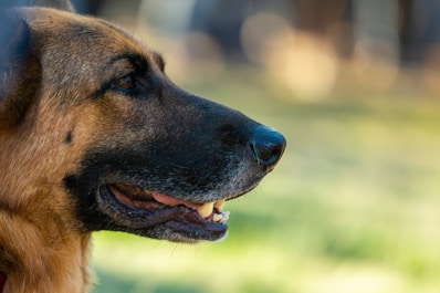A close up of a dog with a blurry background