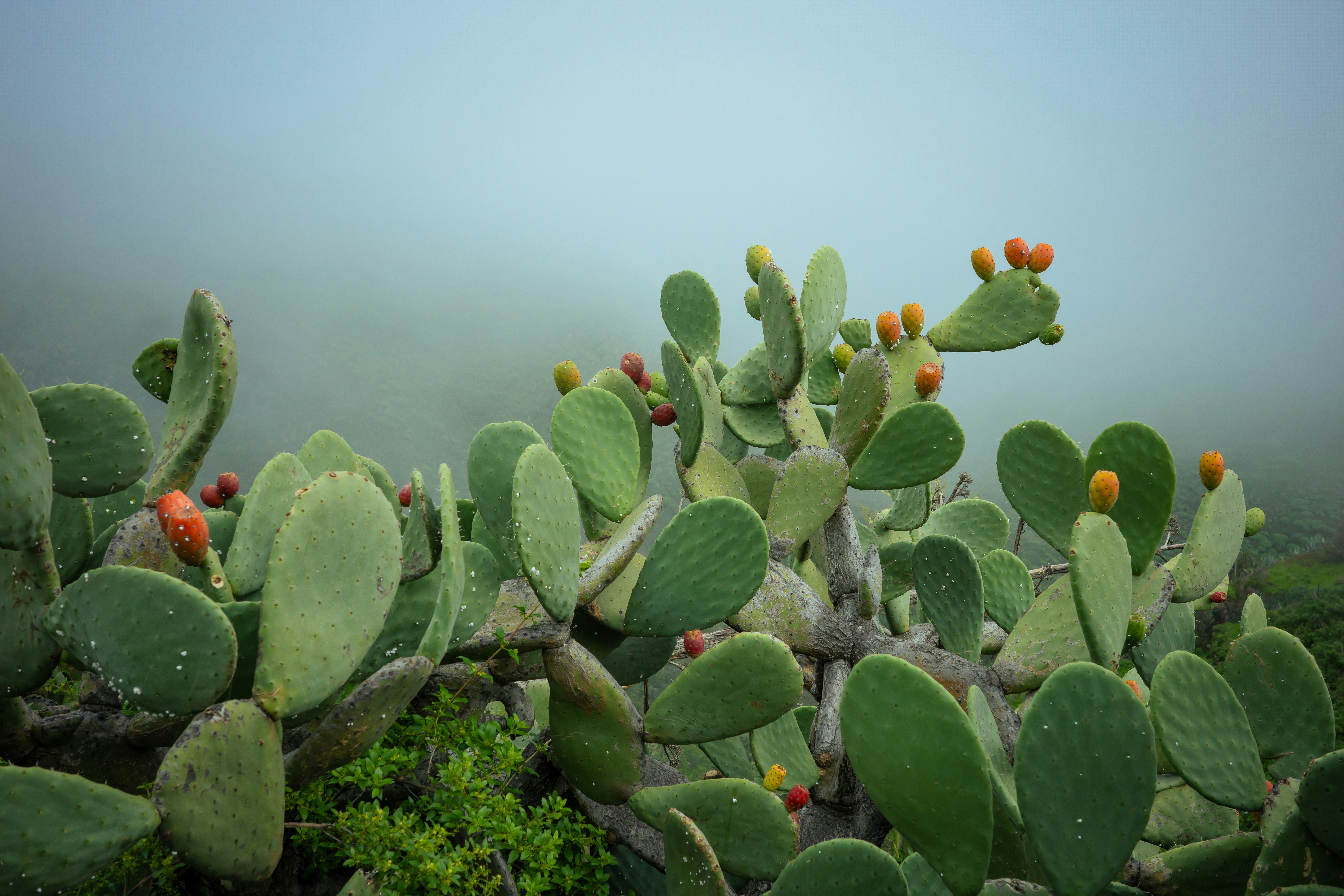 A close up of a cactus plant with a foggy background