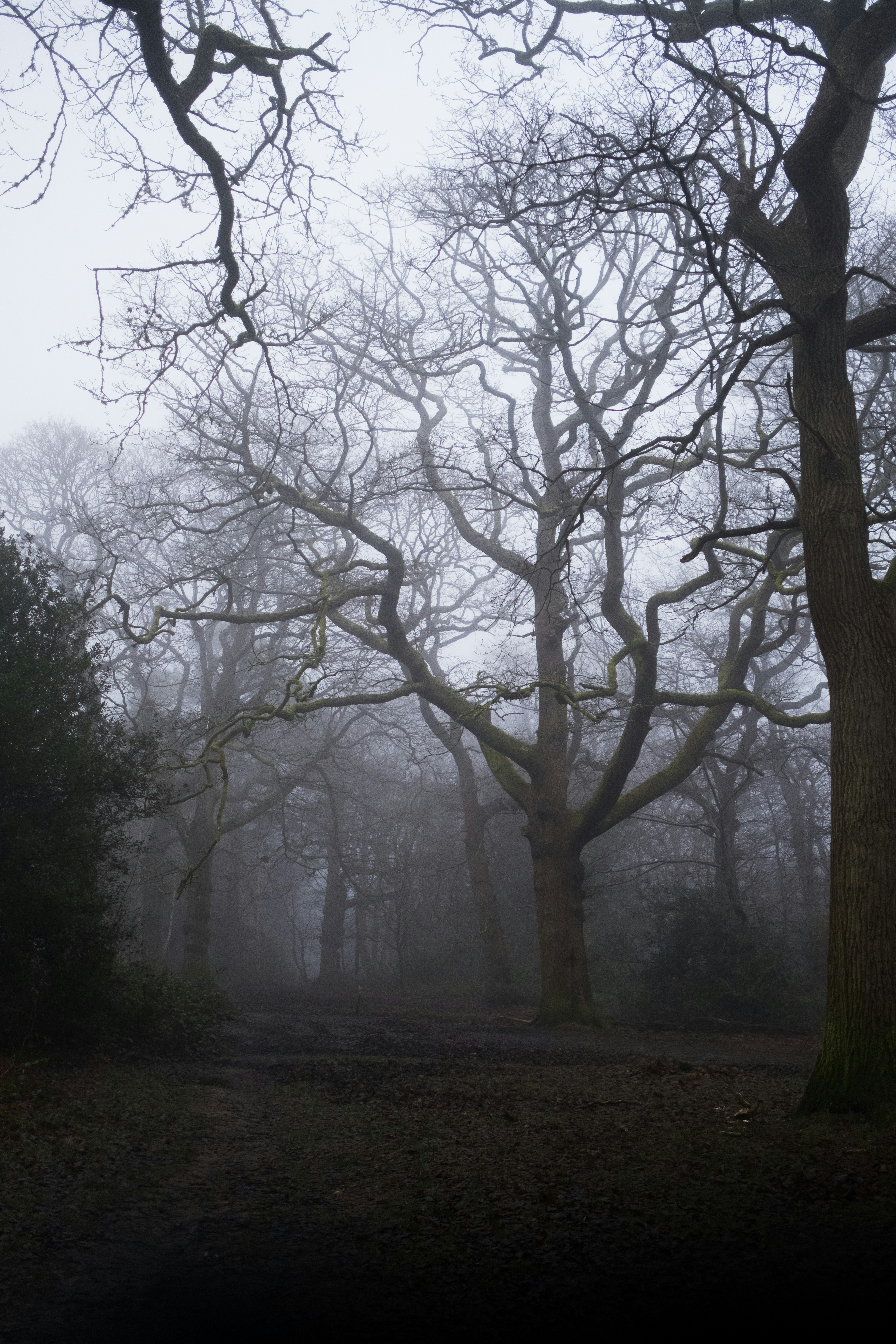 A forest filled with lots of trees covered in fog