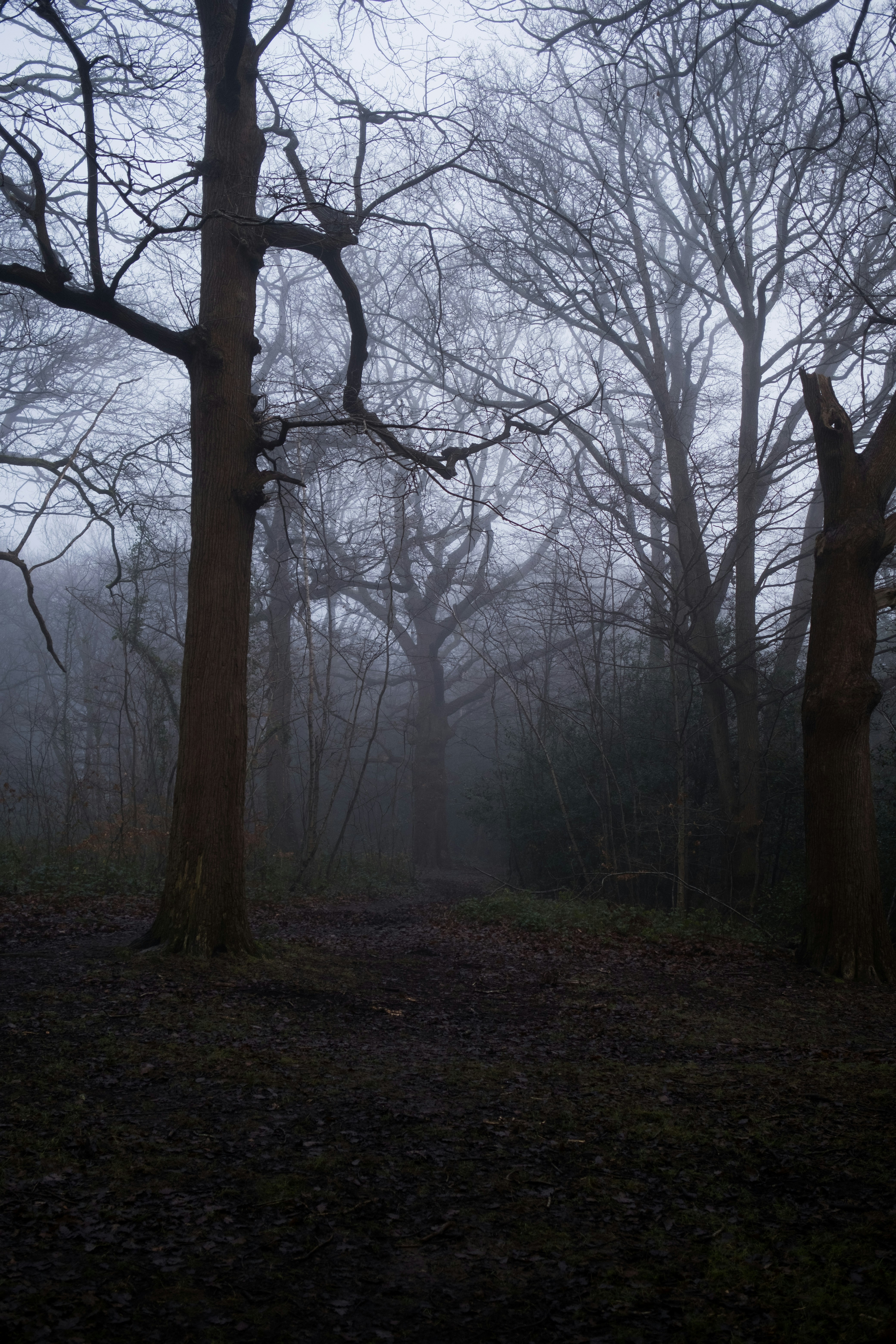 A foggy forest filled with lots of trees