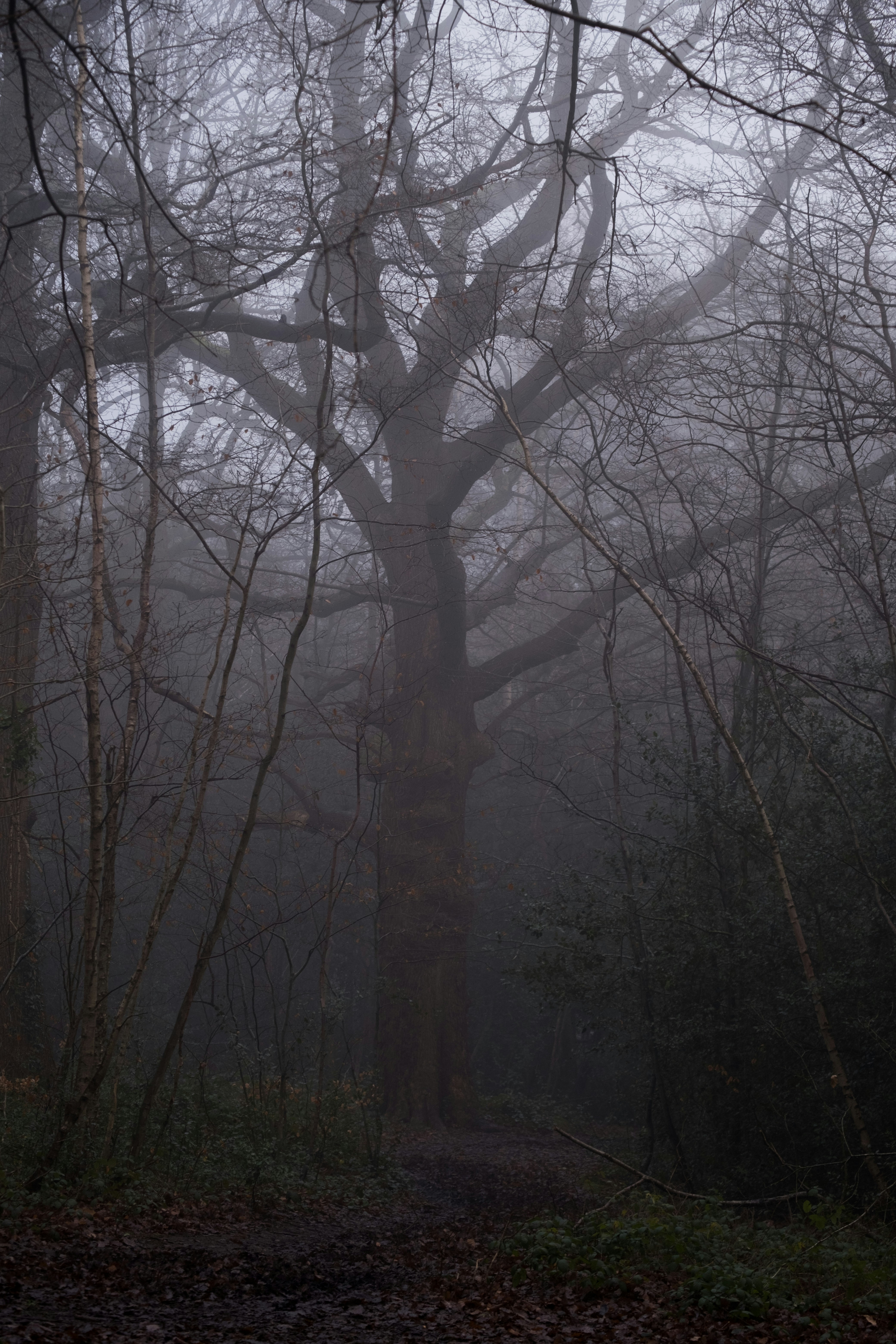A foggy forest filled with lots of trees