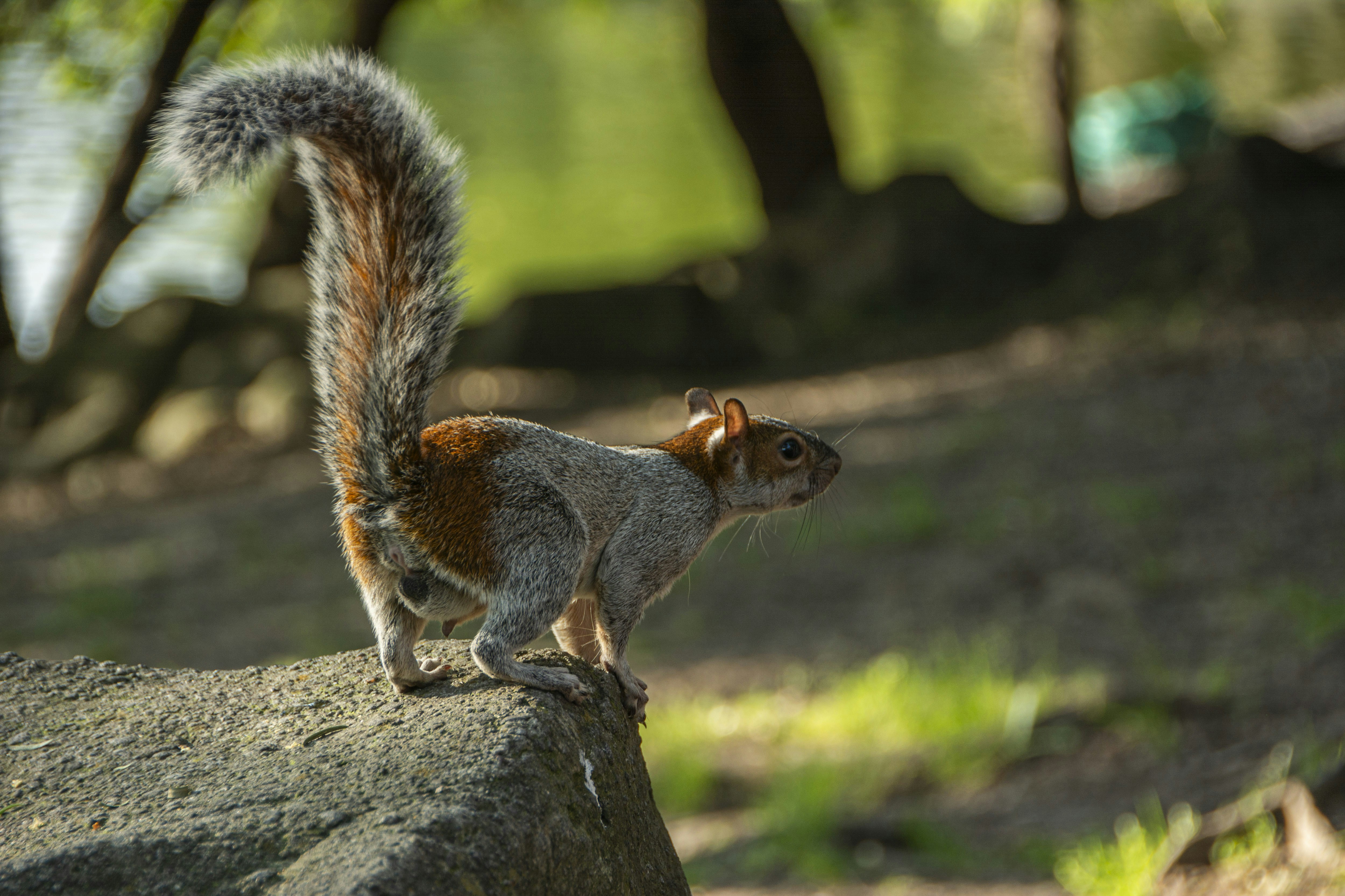 A squirrel standing on top of a rock