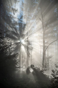 The sun shines through the trees in a foggy forest