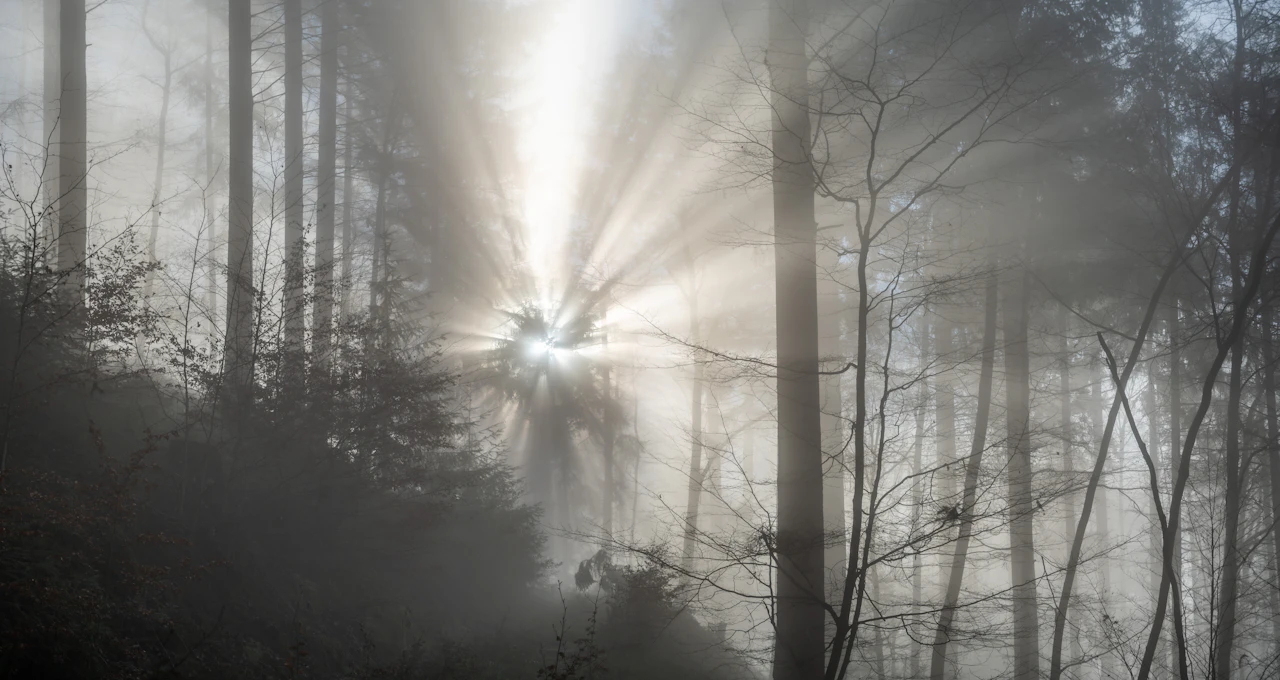 A foggy forest with the sun shining through the trees