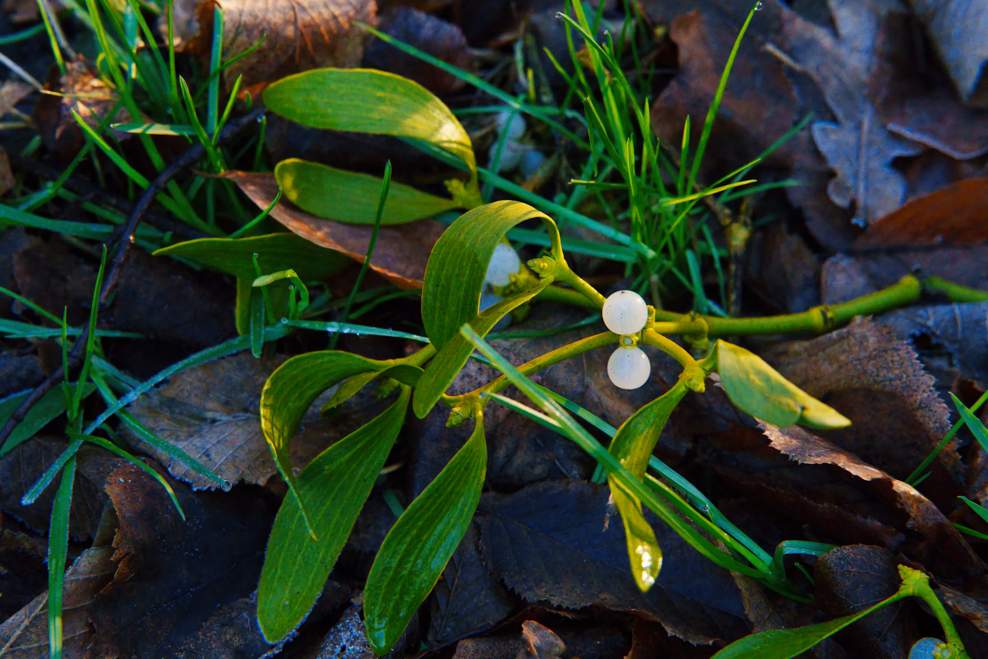 A close up of a plant on the ground