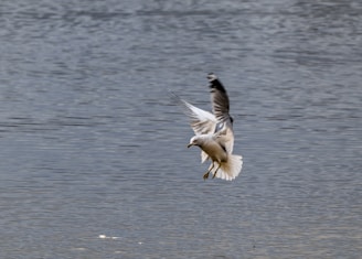 A seagull flying over a body of water