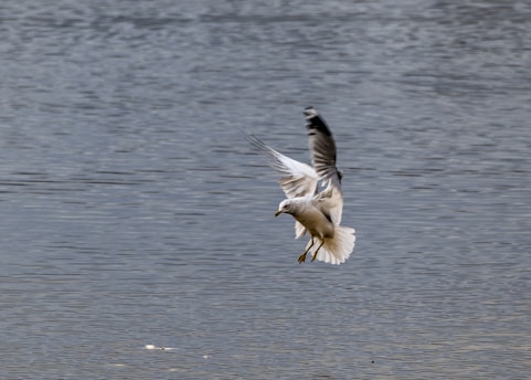 A seagull flying over a body of water