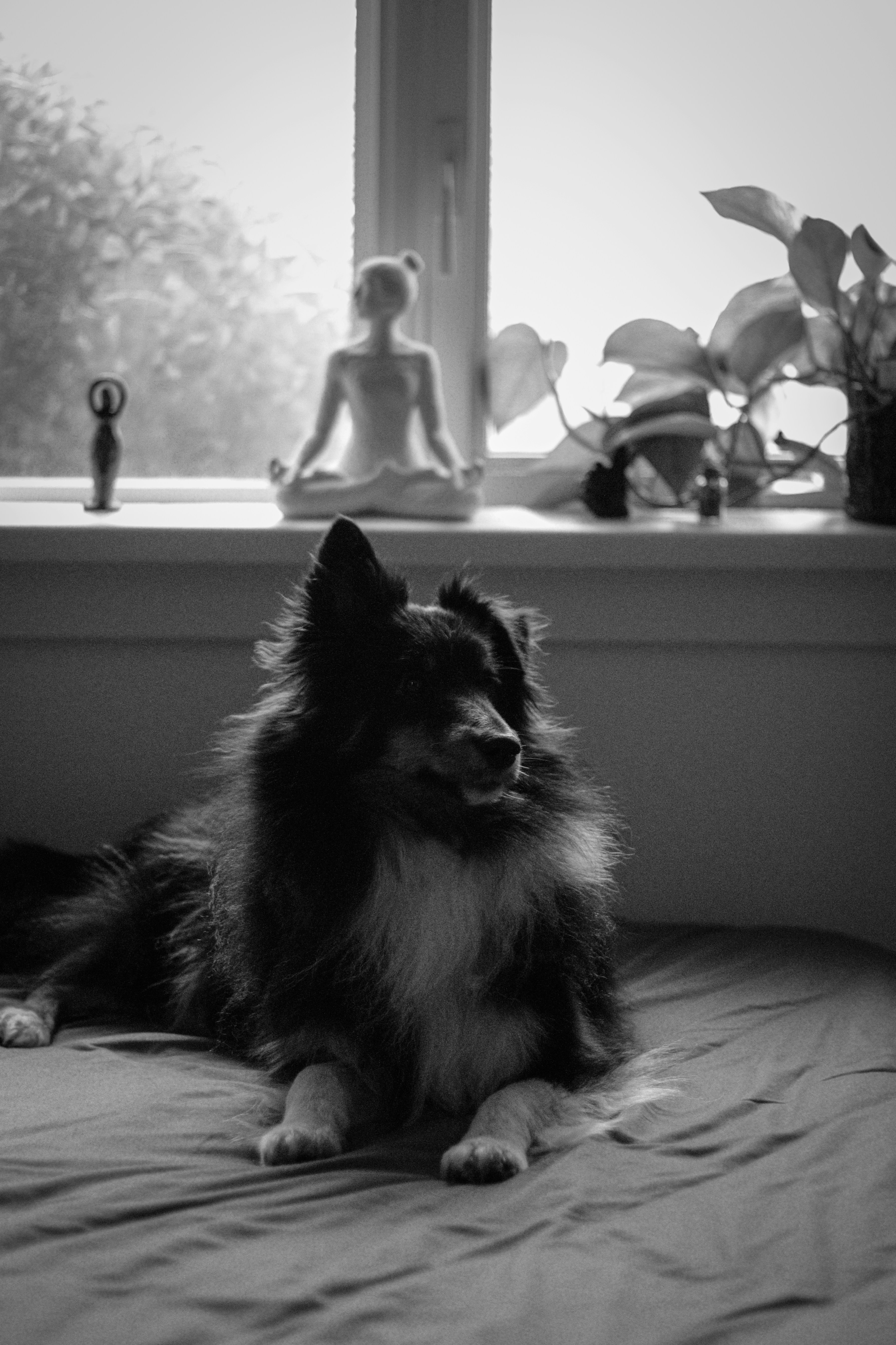 A dog sitting on a bed in front of a window