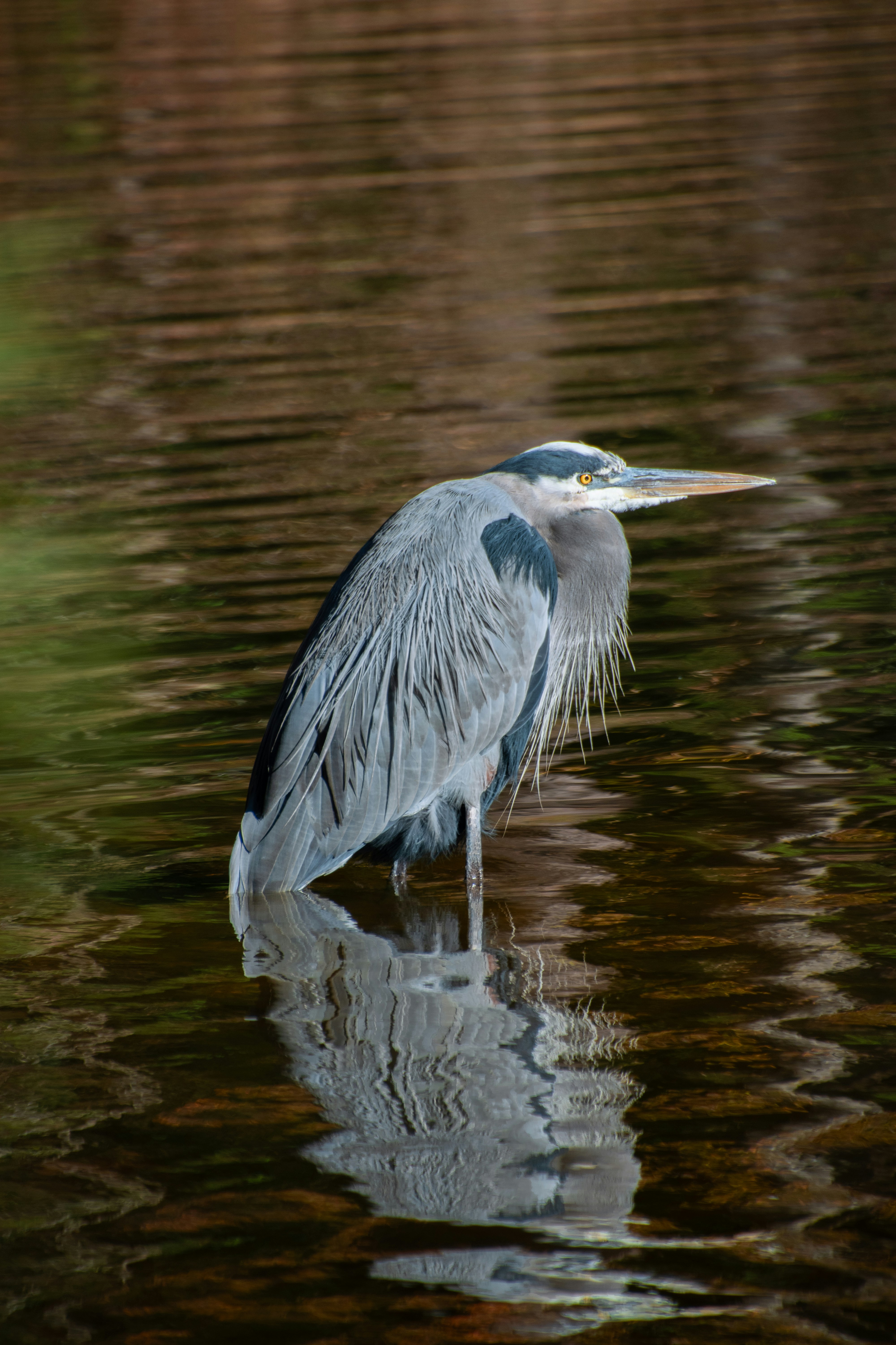 Photo by attaliehart