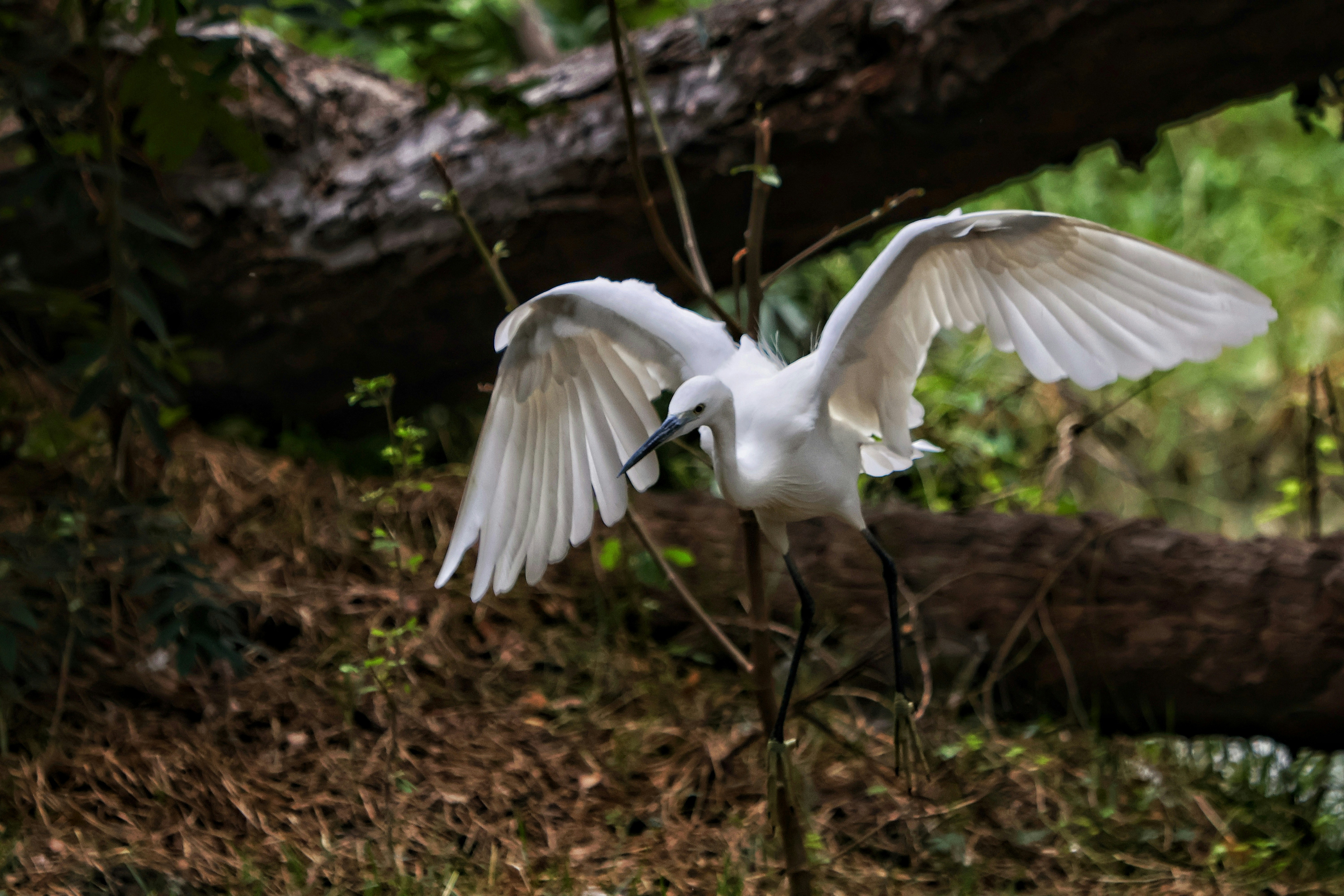 Photo by rahul_pabolu