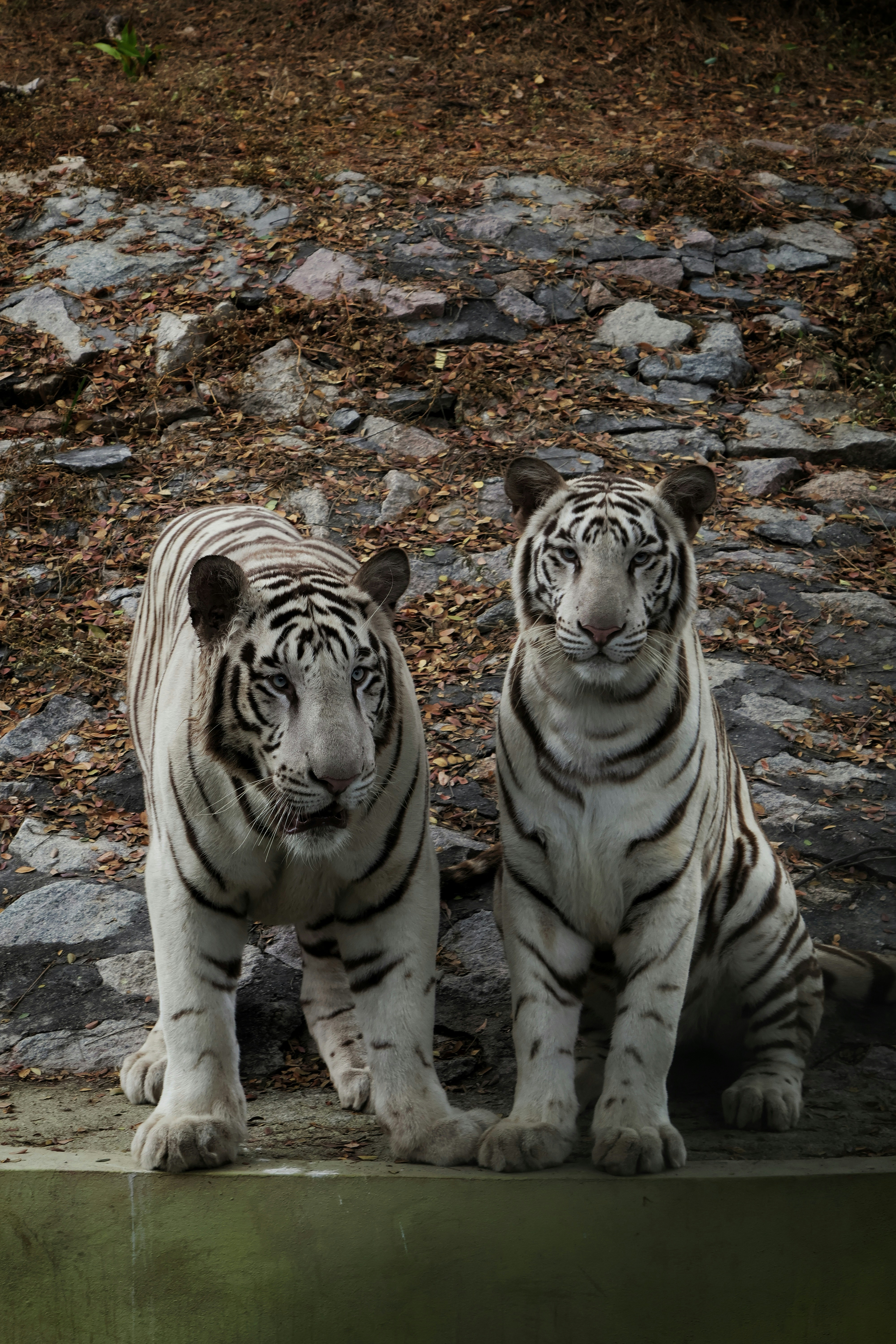 14. The World’s First Wild Tiger Cloning Attempt (image credits: unsplash)