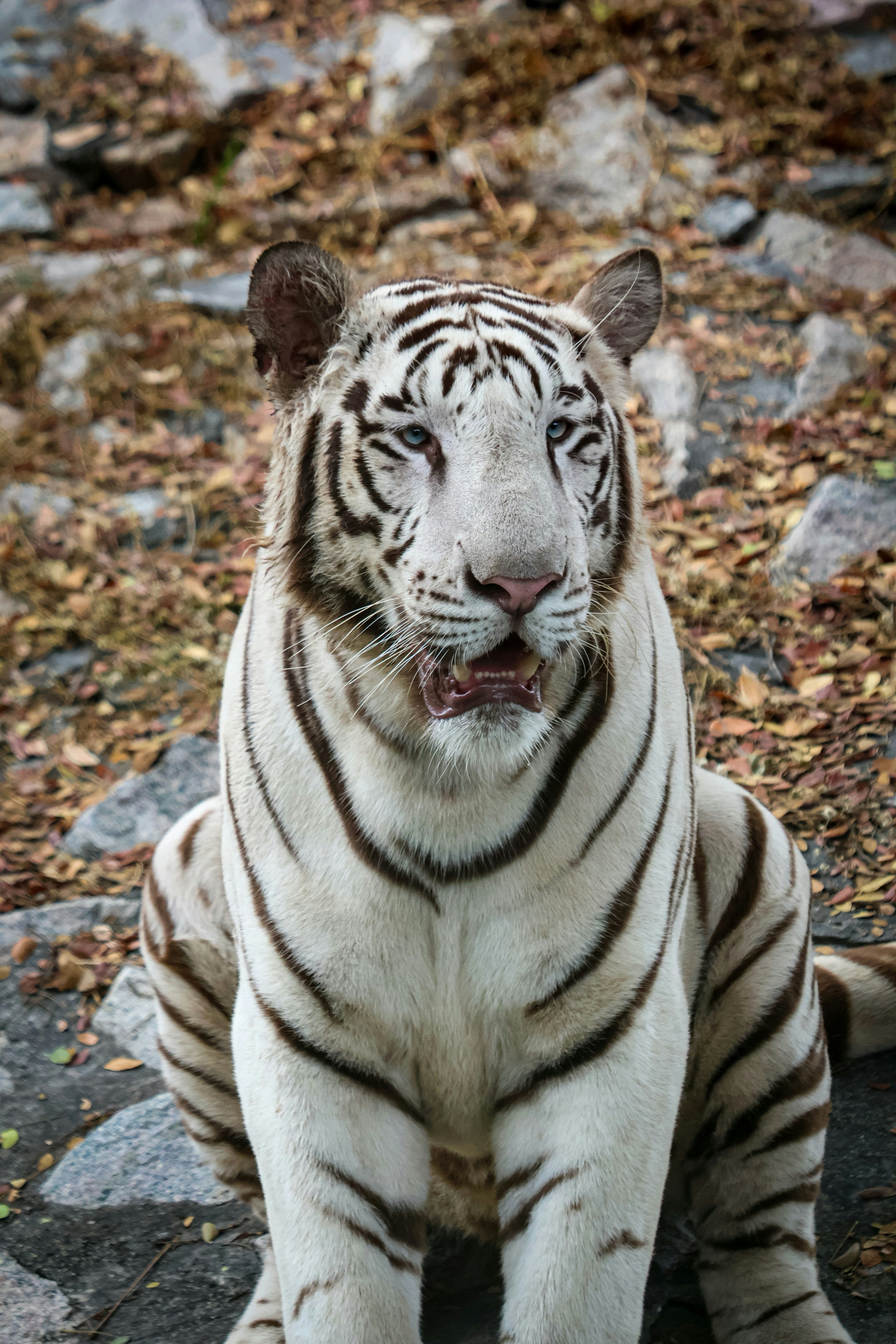 A white tiger sitting on top of a rock covered ground