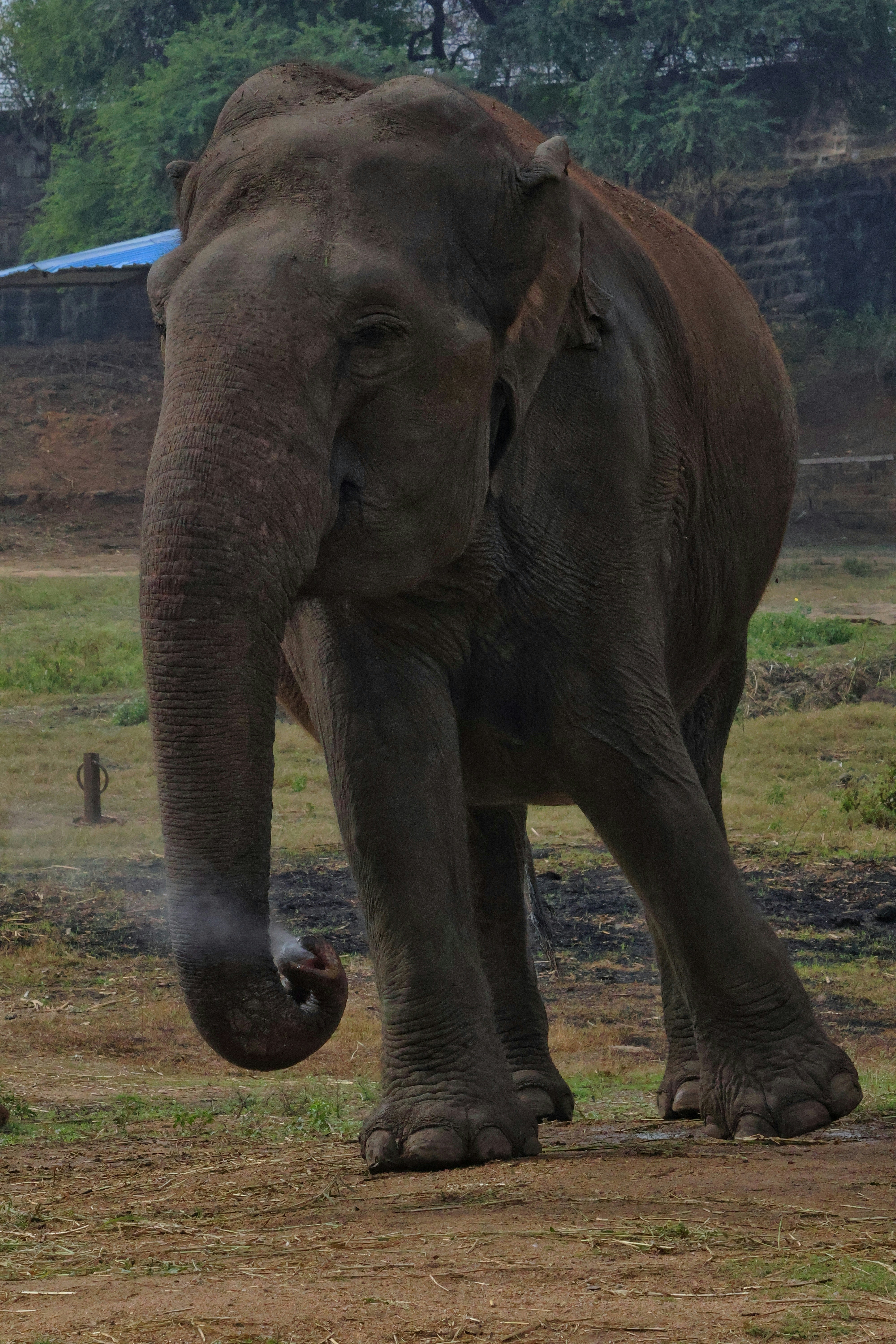 A large elephant standing on top of a dirt field