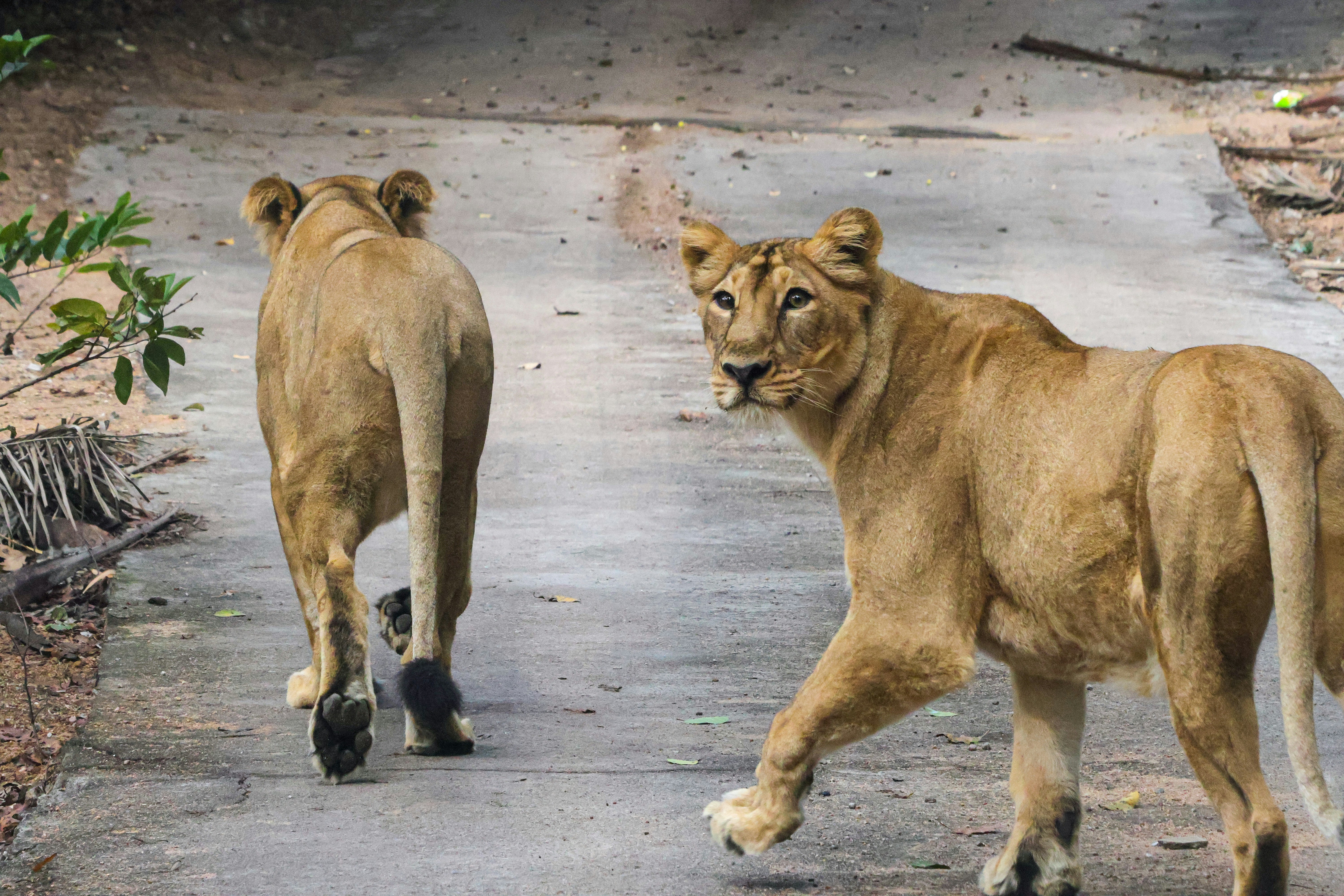 A couple of lions walking across a cement road