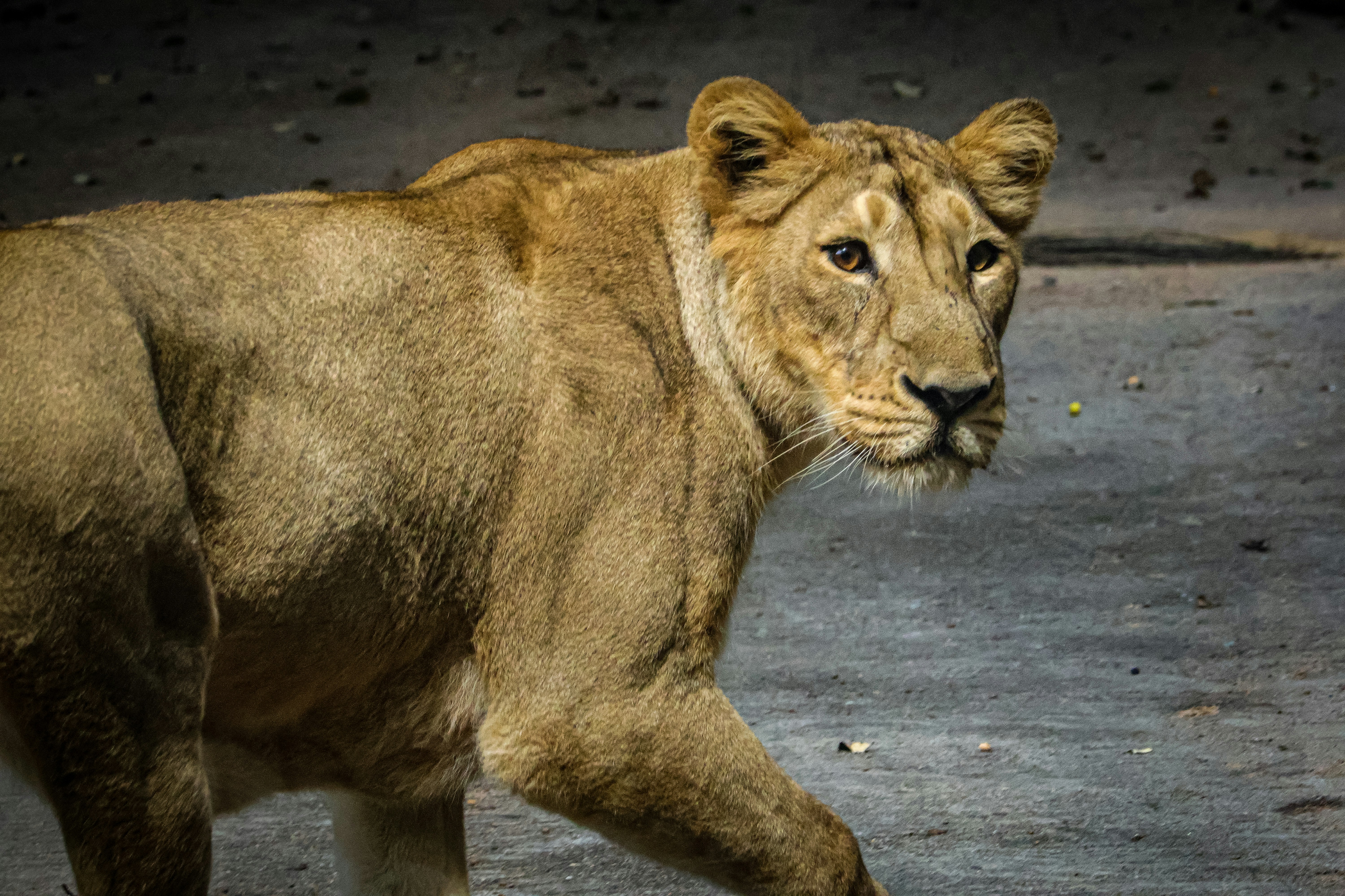 A large lion walking across a dirt field