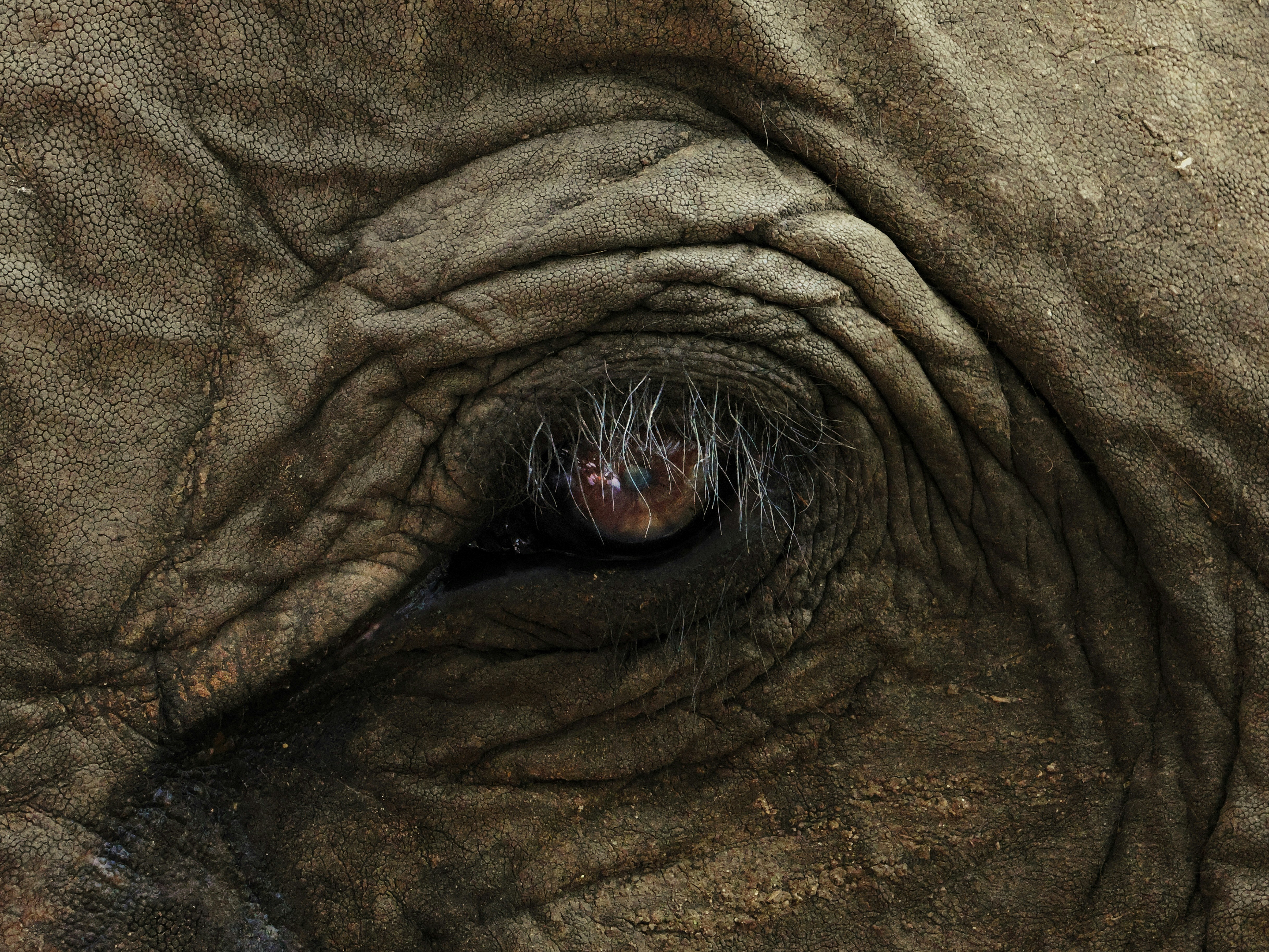 A close up of an elephant's eye with wrinkles