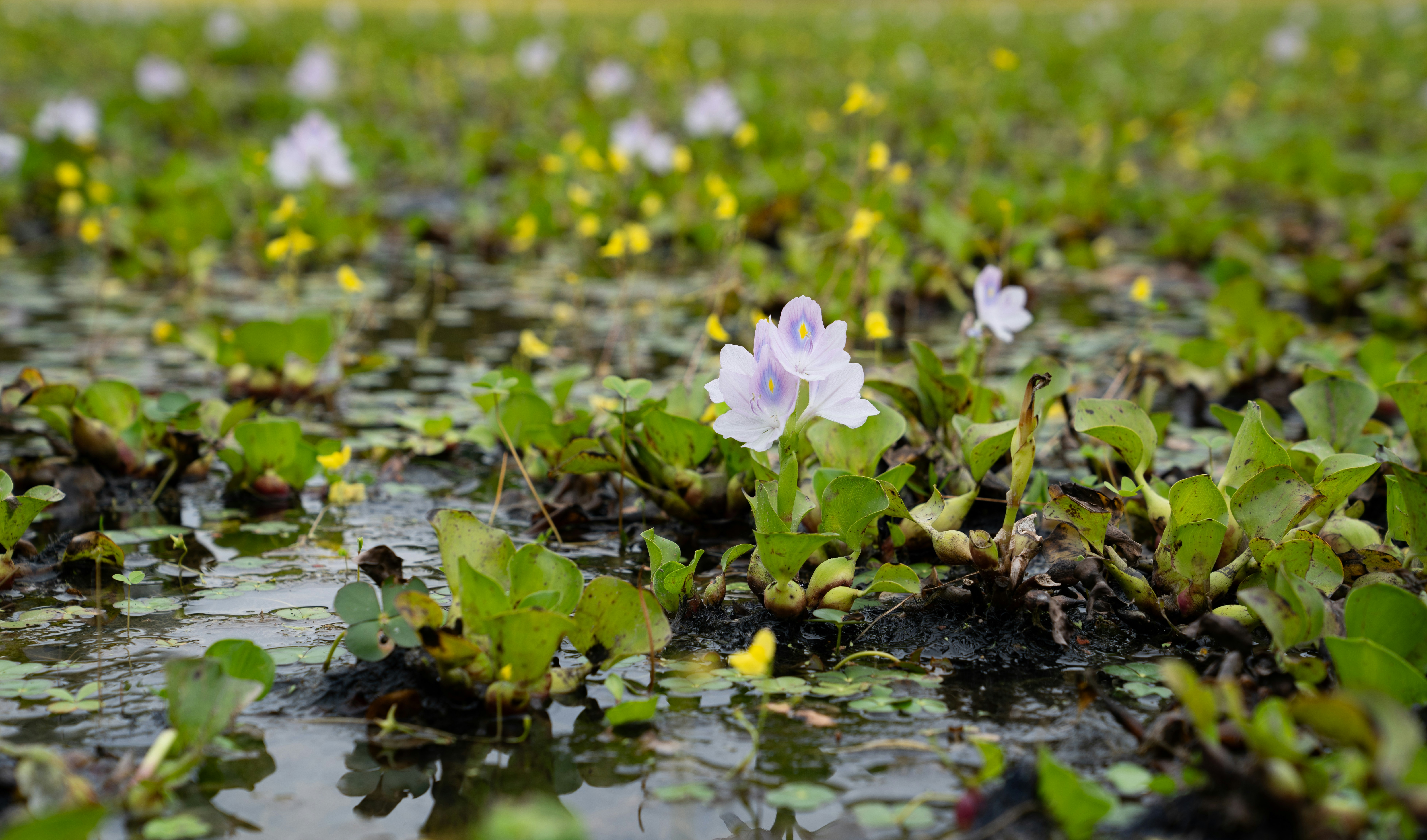 A field with water lilies and grass