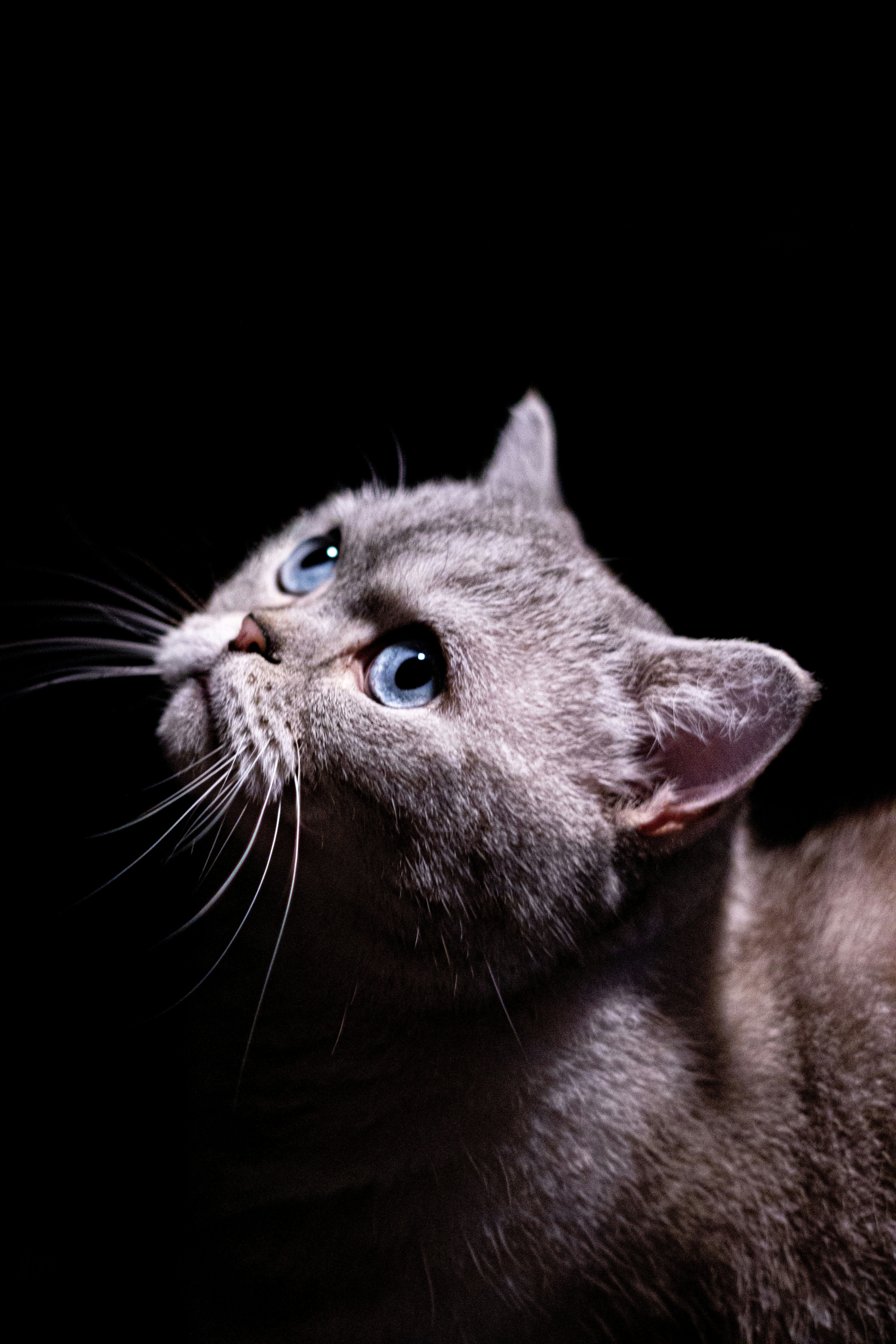 The Collector’s Cat (image credits: unsplash)