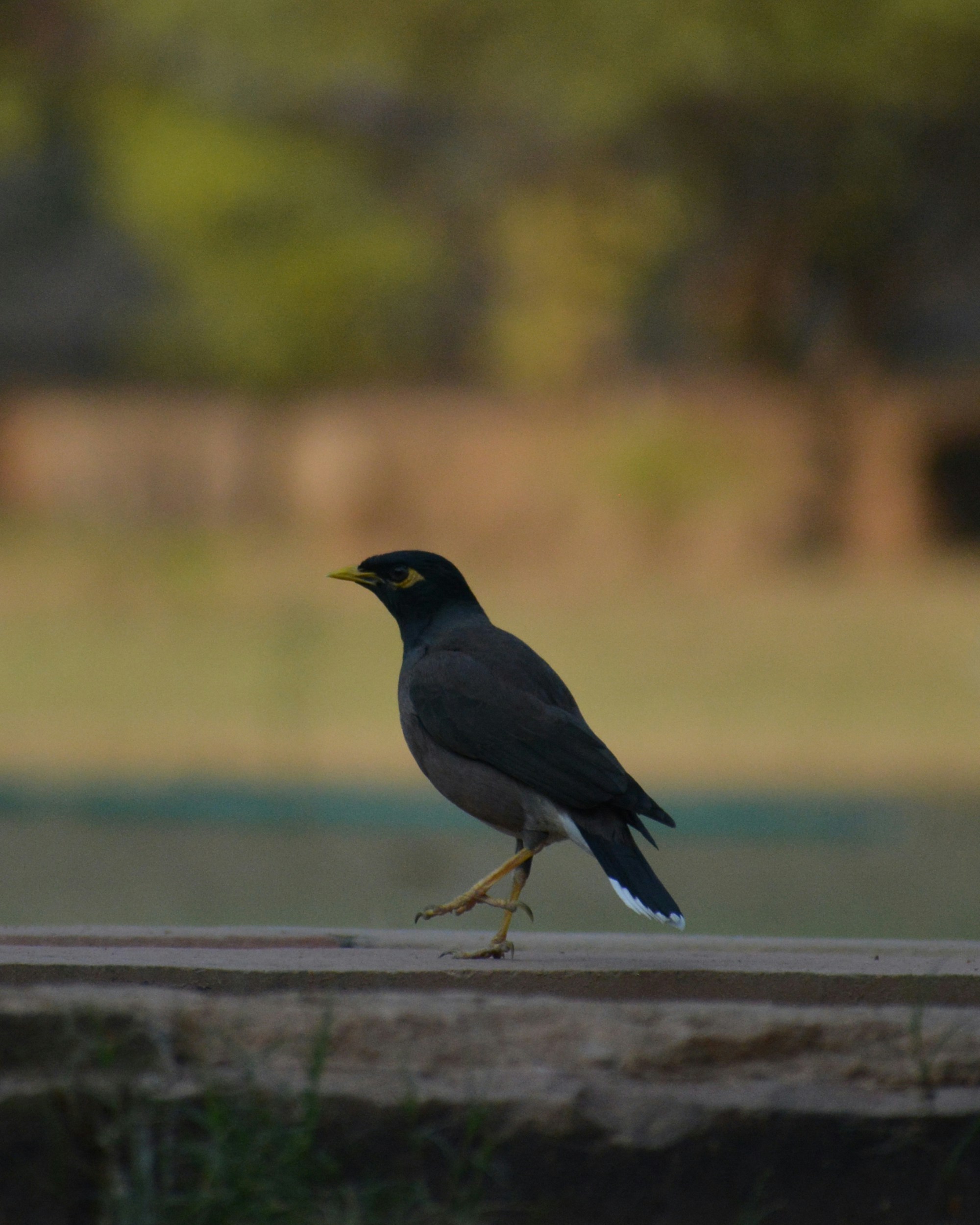 Photo by shadowframesin