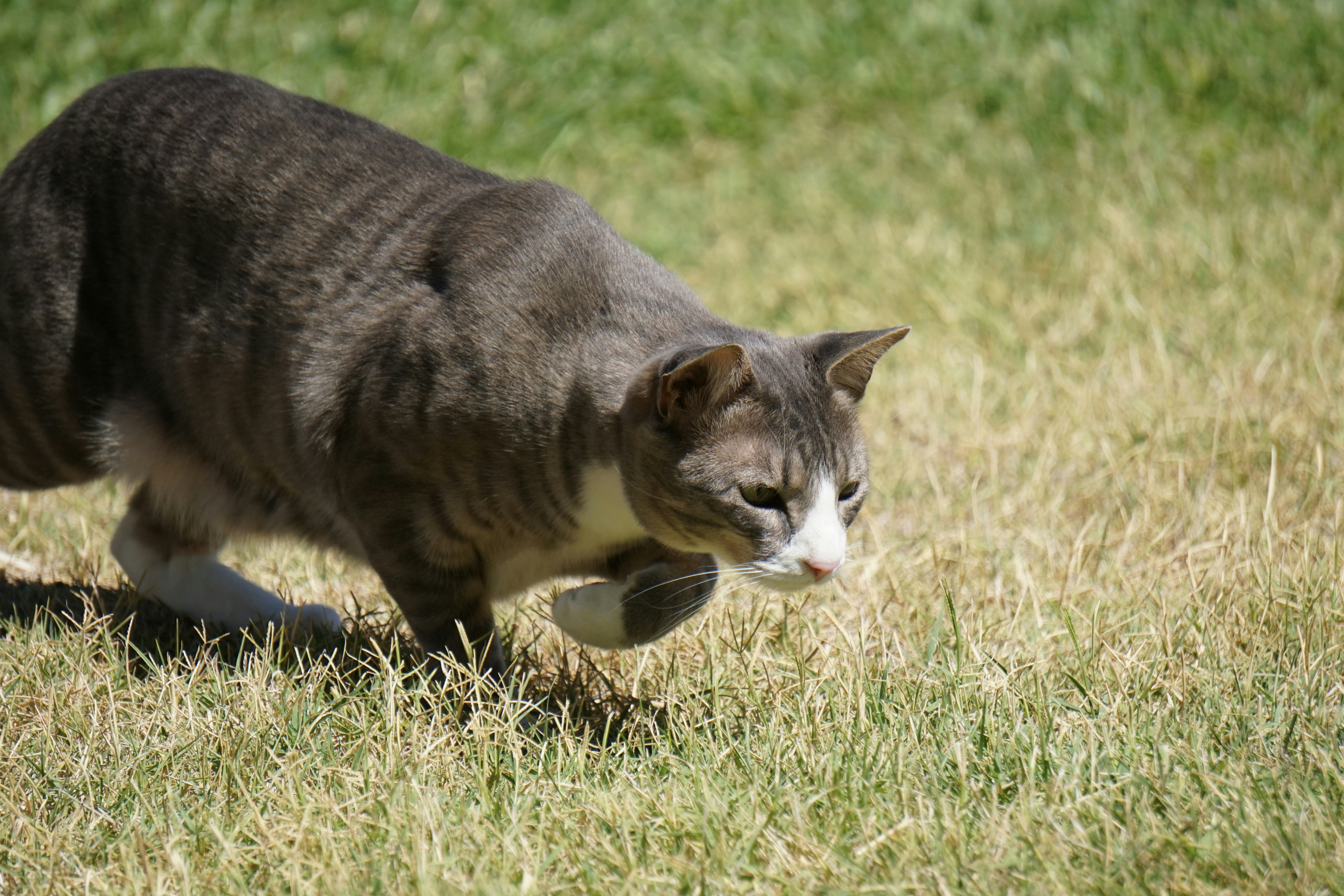 草原を歩く猫