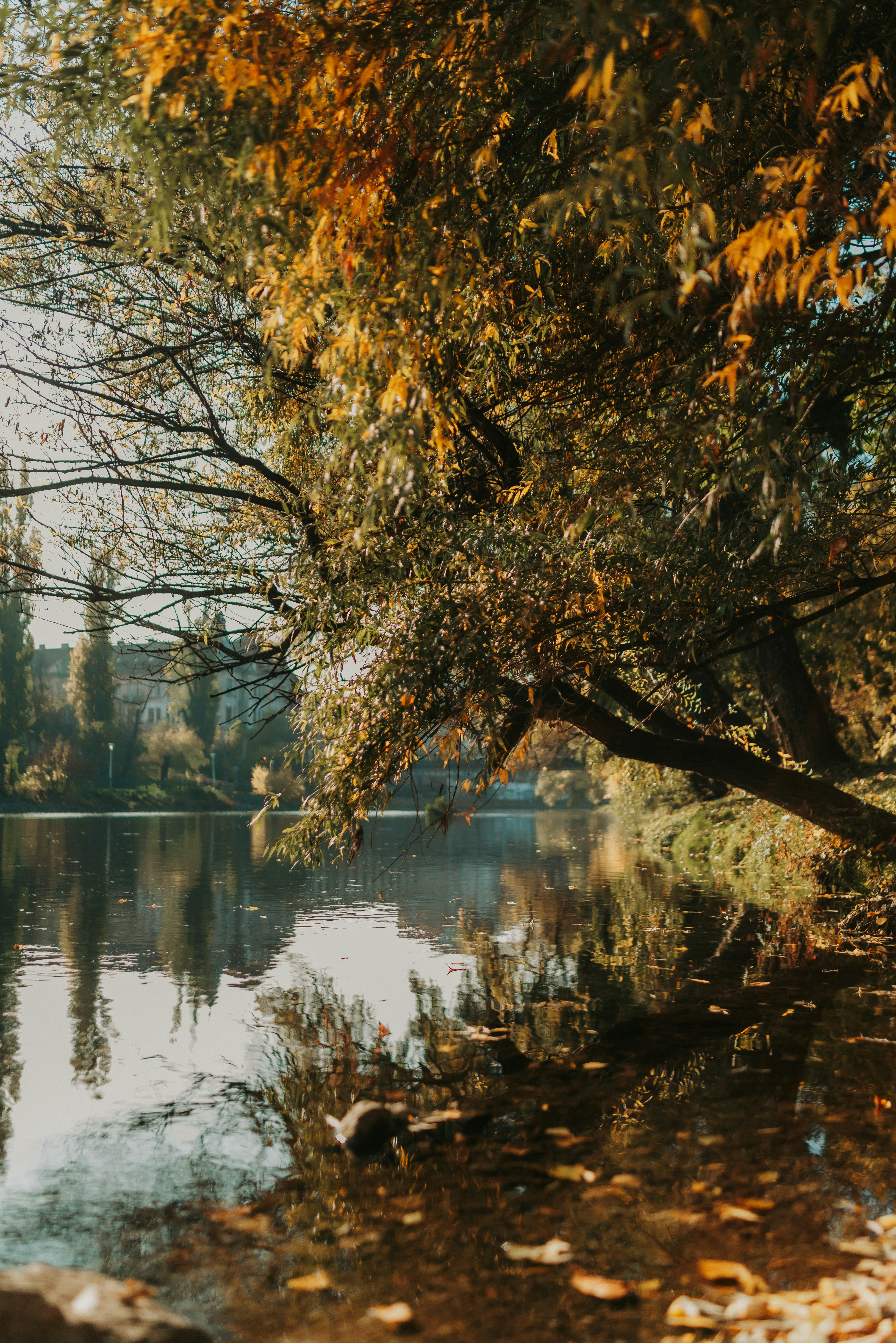 Photo by rebecatrifan