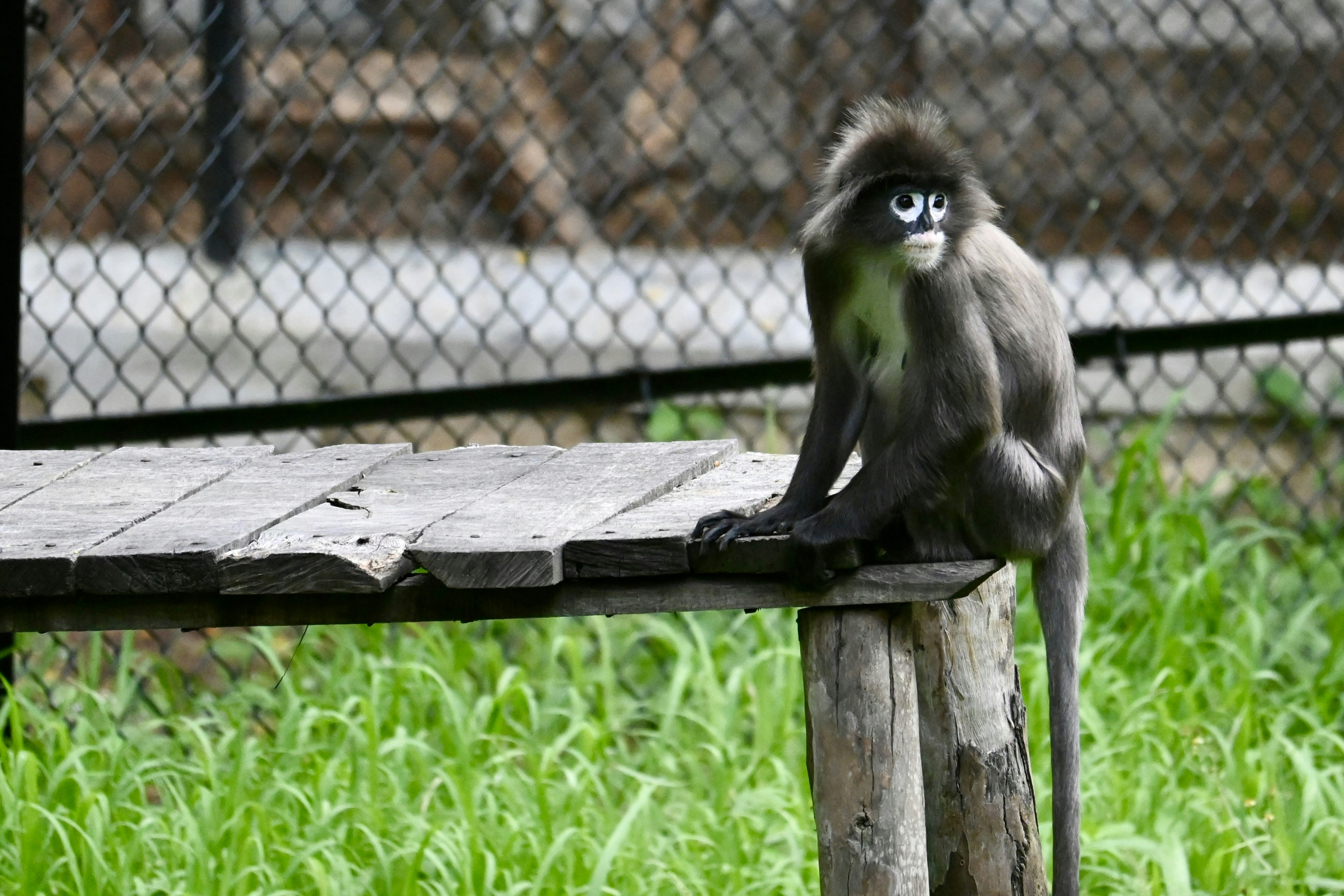 A monkey is sitting on a wooden bench