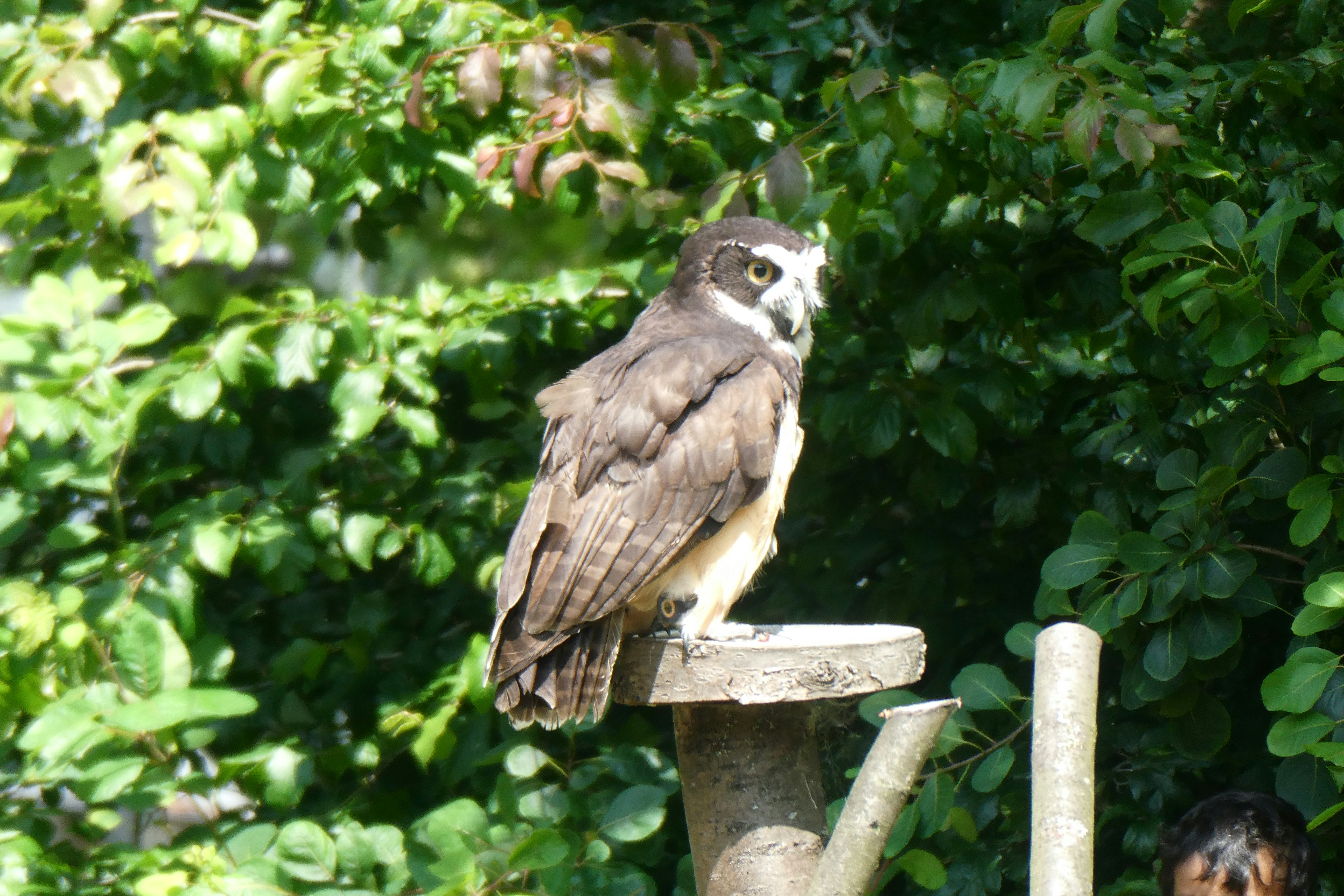 A bird perched on top of a wooden post