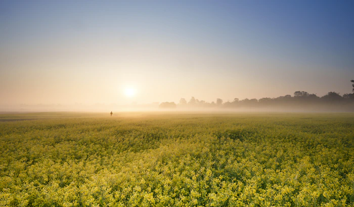 Foggy countryside in Majuli, Assam