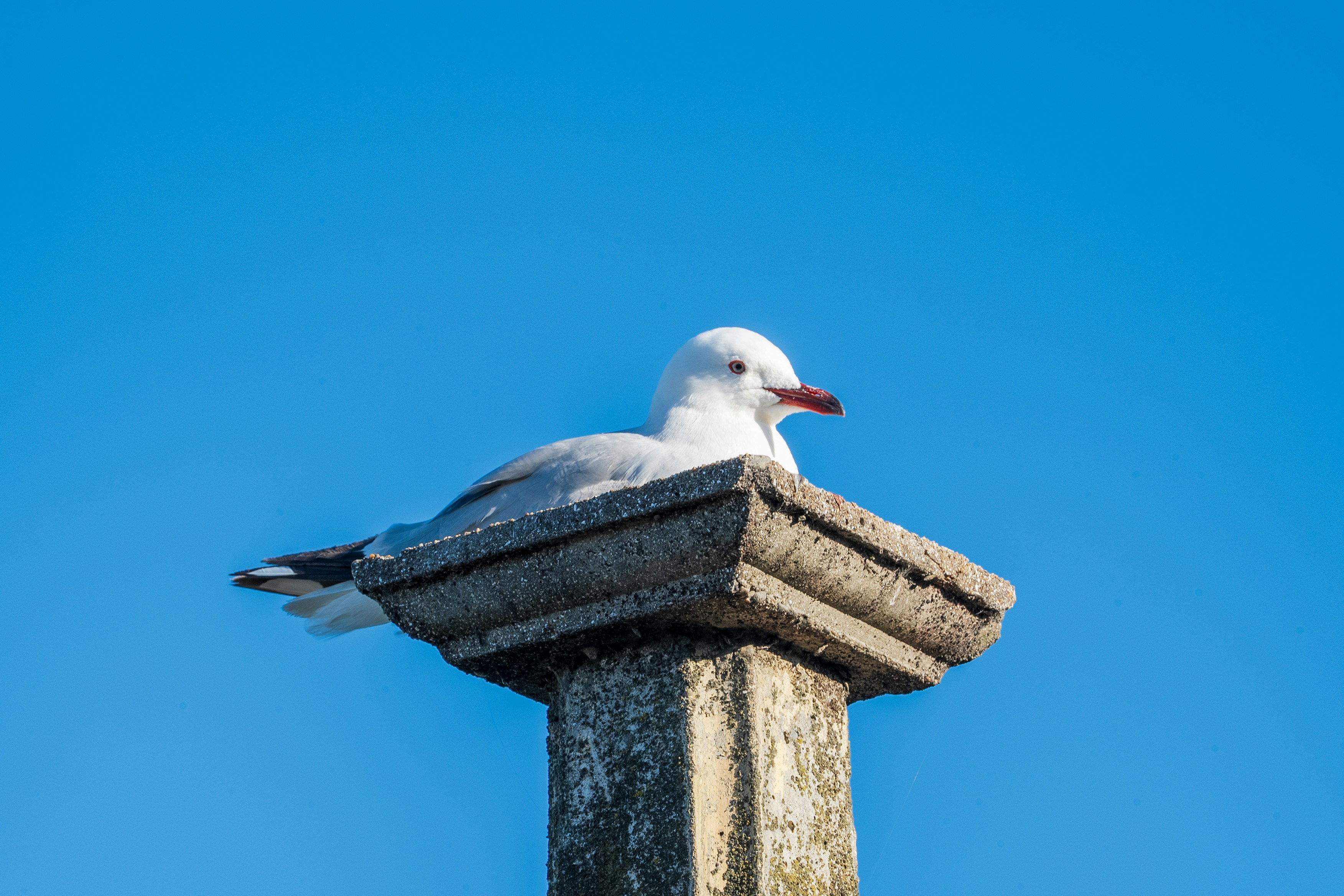 A seagull sitting on top of a stone pillar