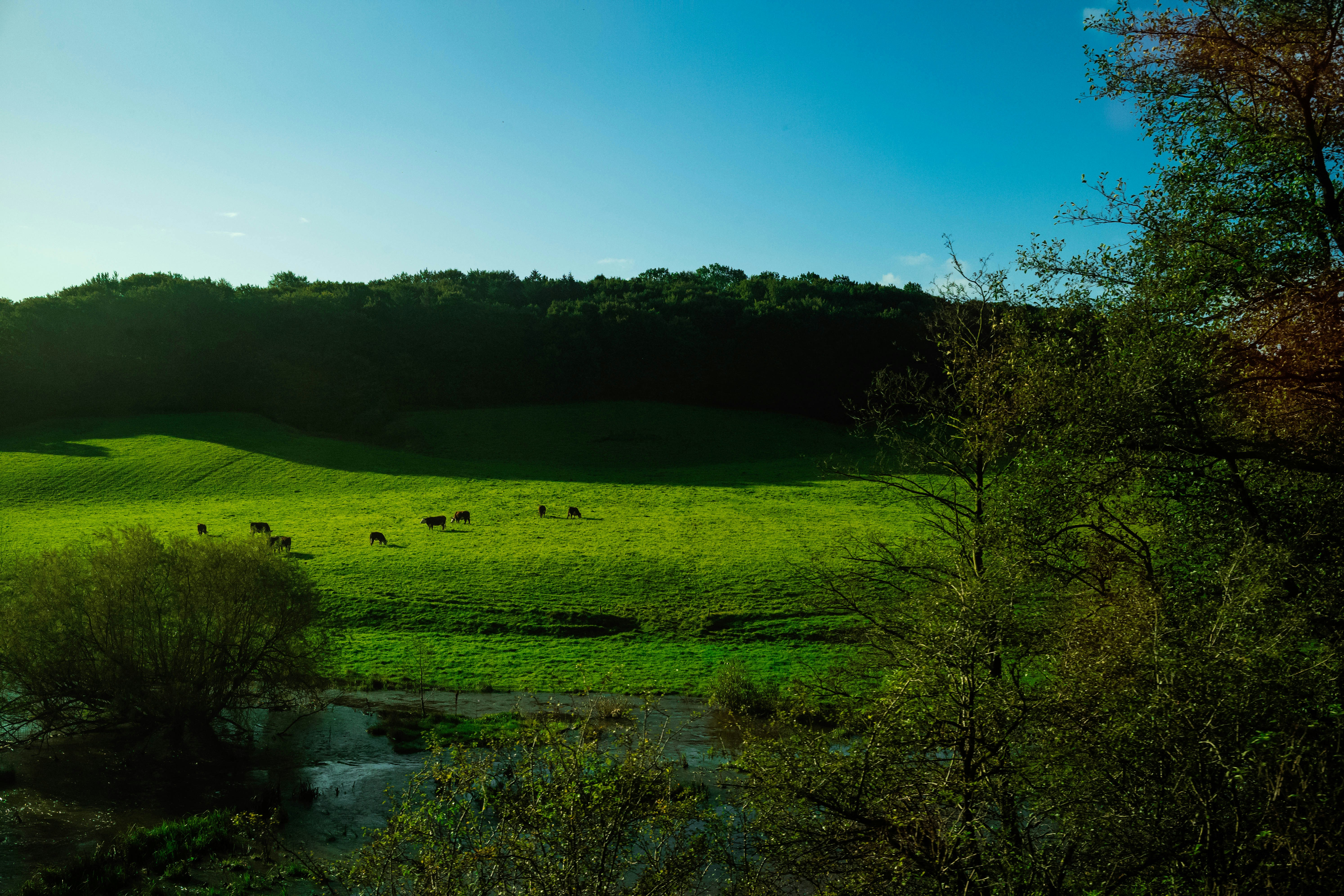 Photo by tommaomaoer