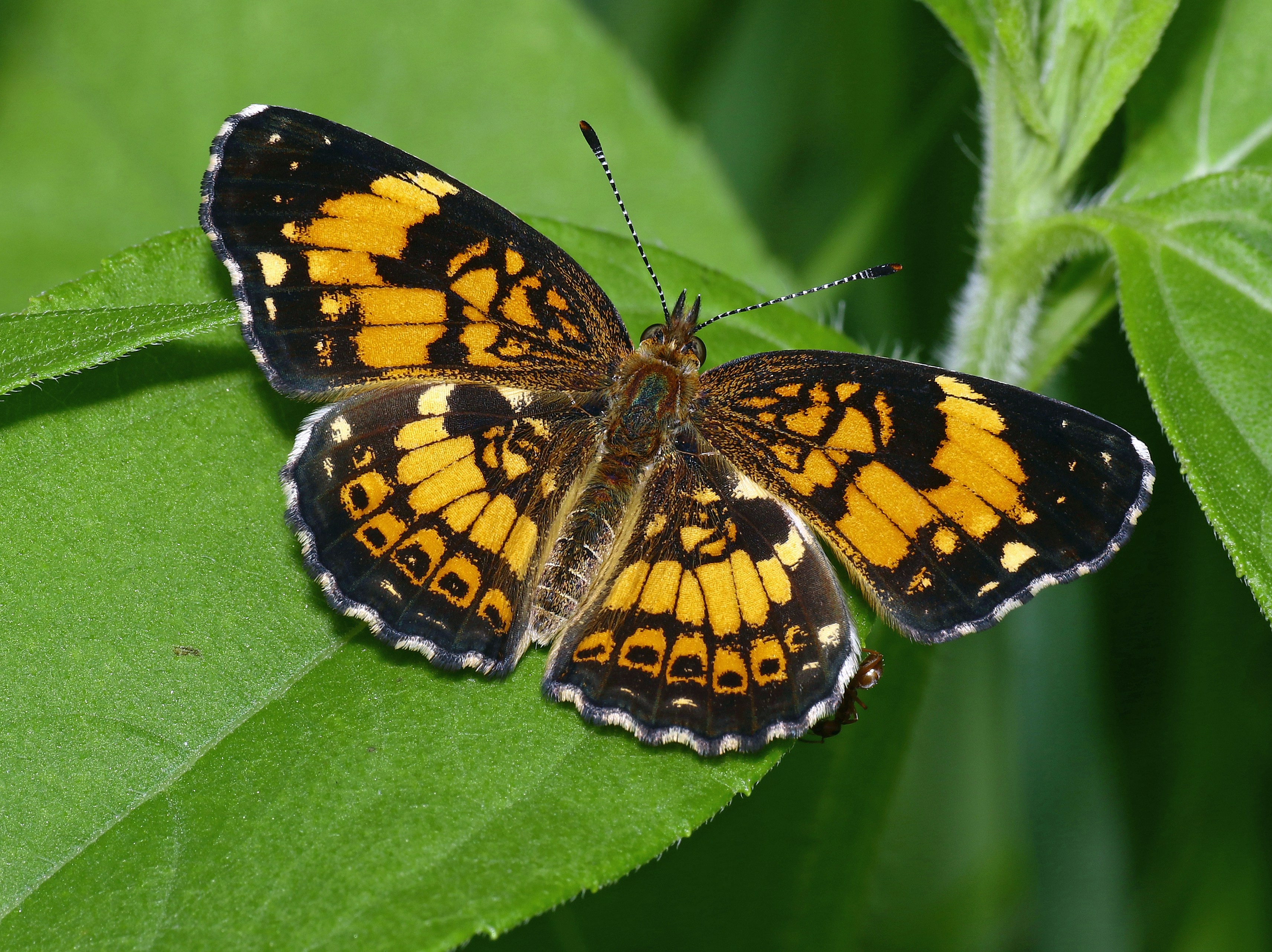The Appalachian Tapestry: A Biodiversity Hotspot (image credits: unsplash)