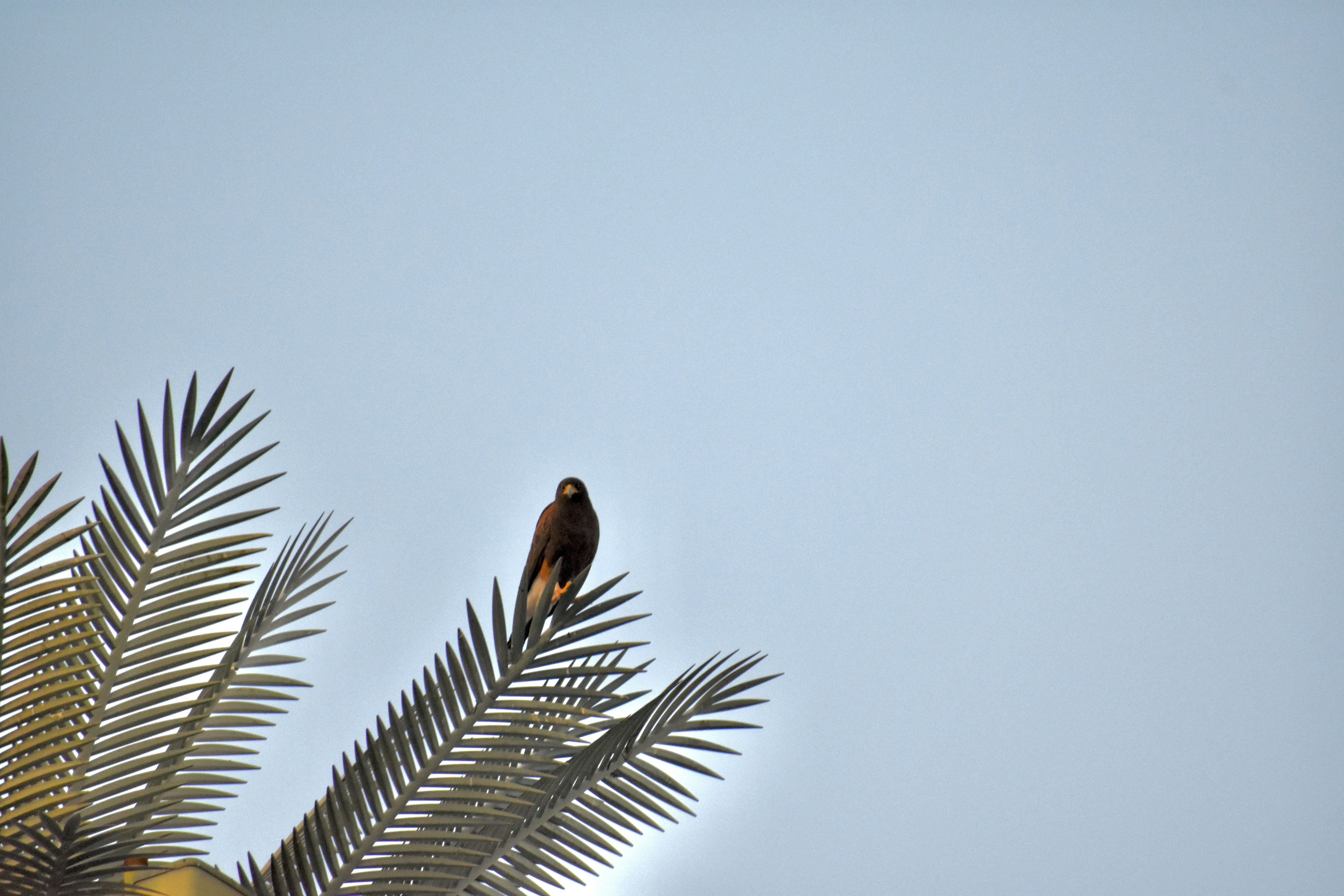 A bird perched on top of a palm tree