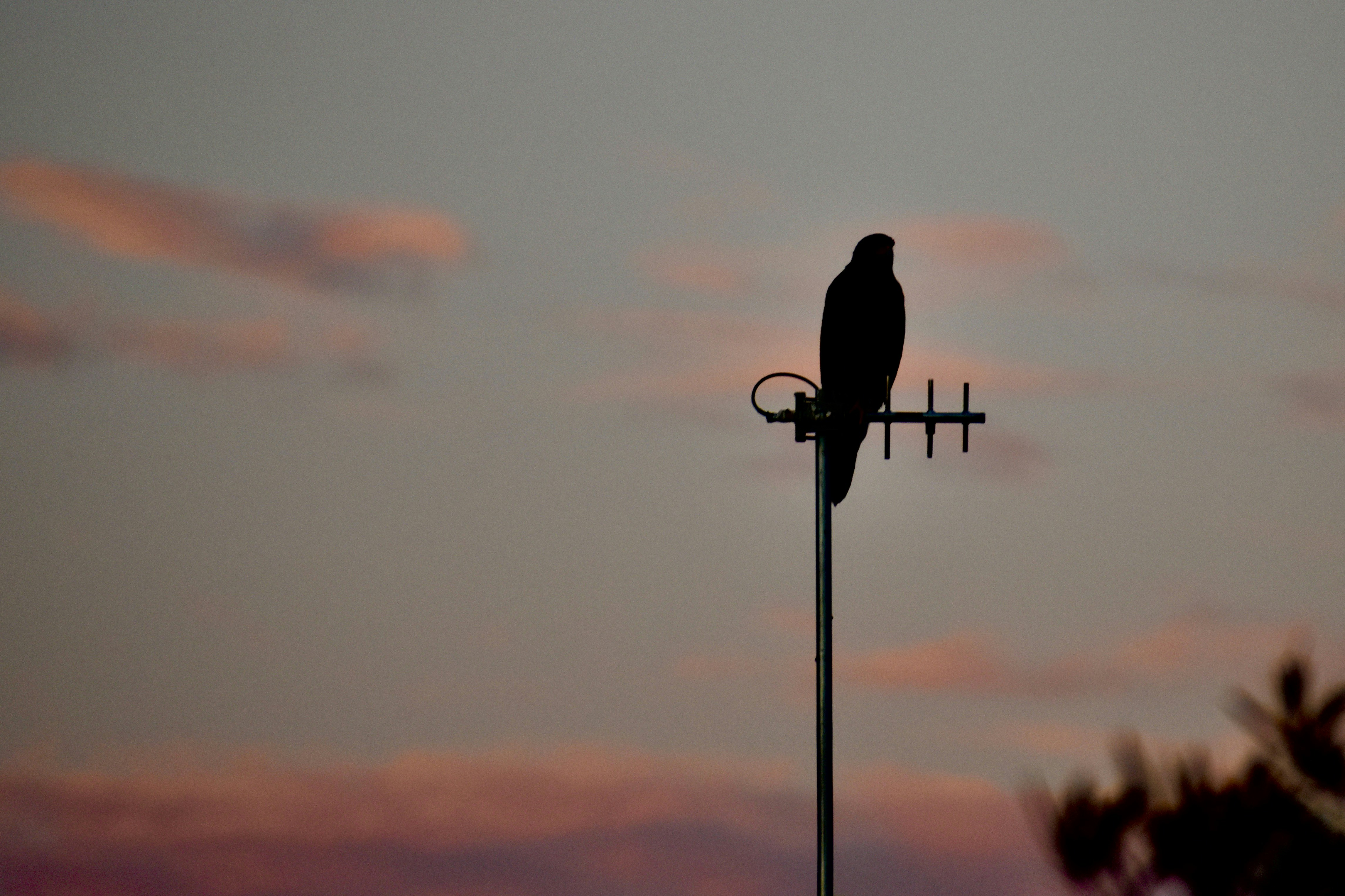 A bird sitting on top of a weather vane