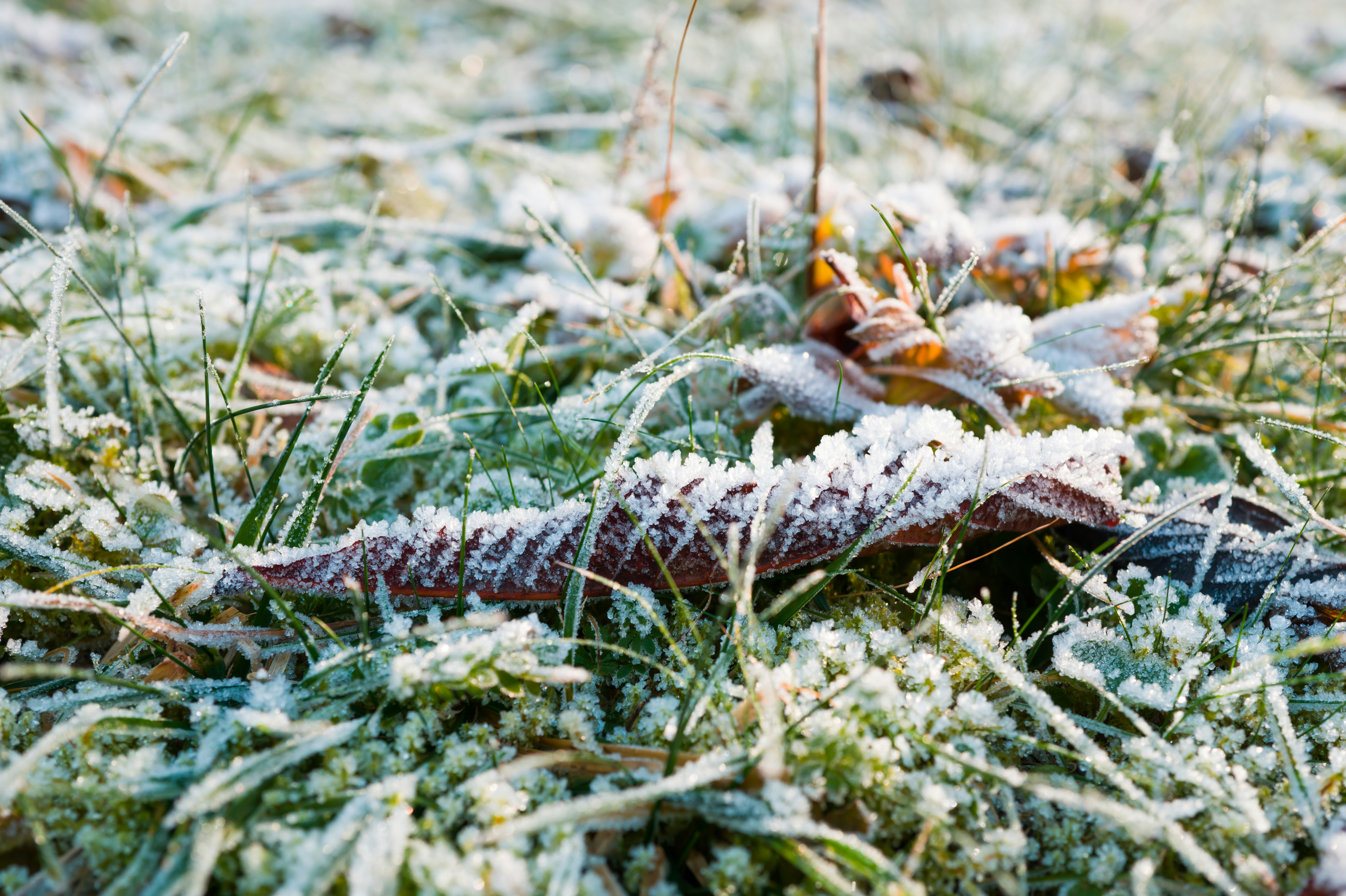 A close up of a grass covered in frost